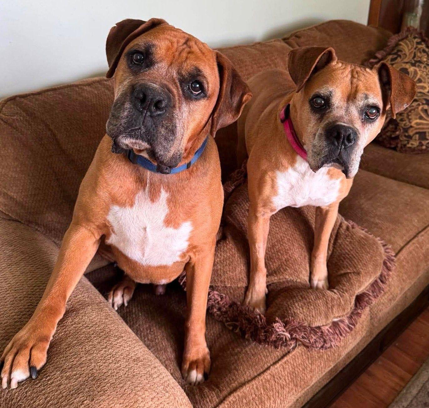 Enlarge Sandy - FOSTER OR ADOPT ME WITH DANNY!!, a Adoptable Boxer in Shakopee, MN image 1/3