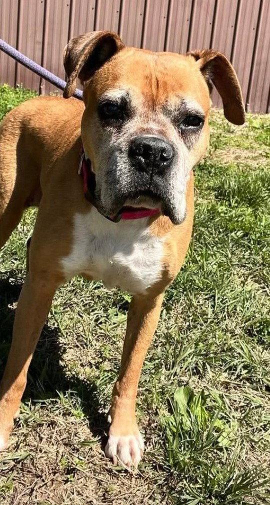 Enlarge Sandy - FOSTER OR ADOPT ME WITH DANNY!!, a Adoptable Boxer in Shakopee, MN image 2/3