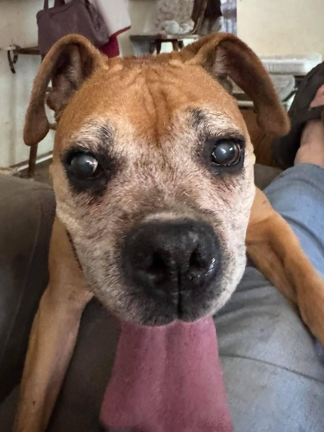 Enlarge Sandy - FOSTER OR ADOPT ME WITH DANNY!!, a Adoptable Boxer in Shakopee, MN image 3/3