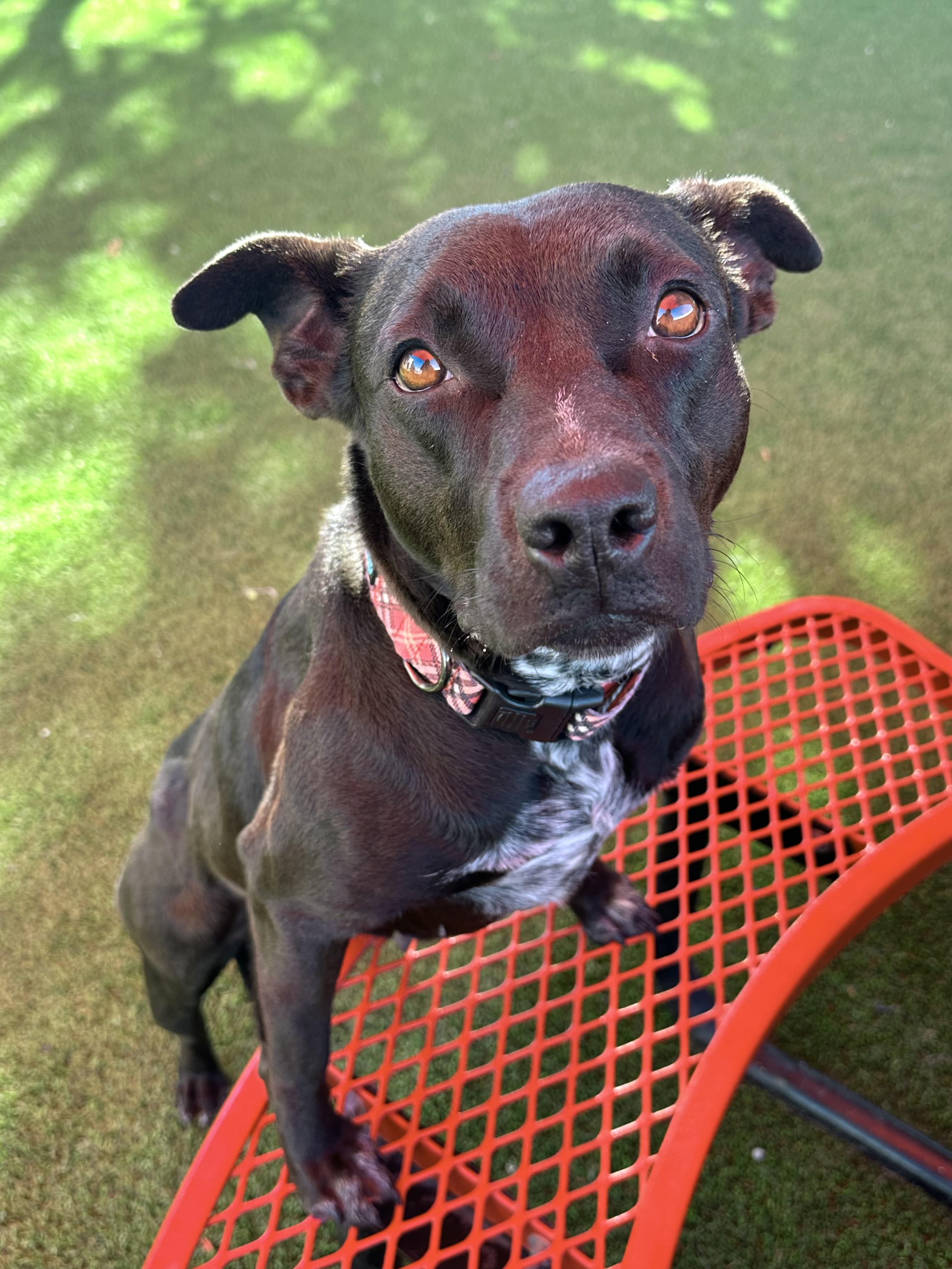 Mona, a Adoptable mixed breed in Glendale, AZ image 2/4
