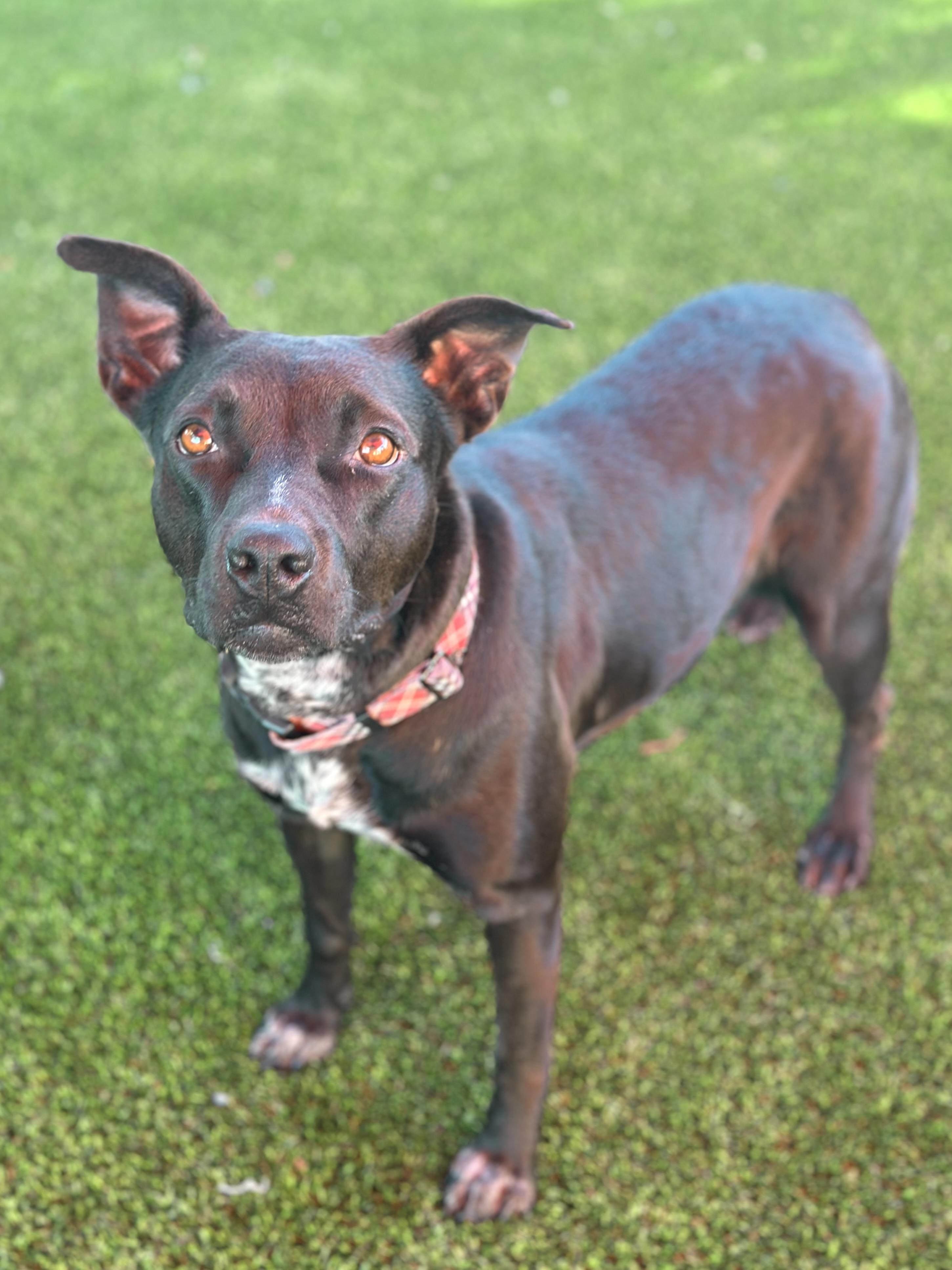 Mona, a Adoptable mixed breed in Glendale, AZ image 3/4