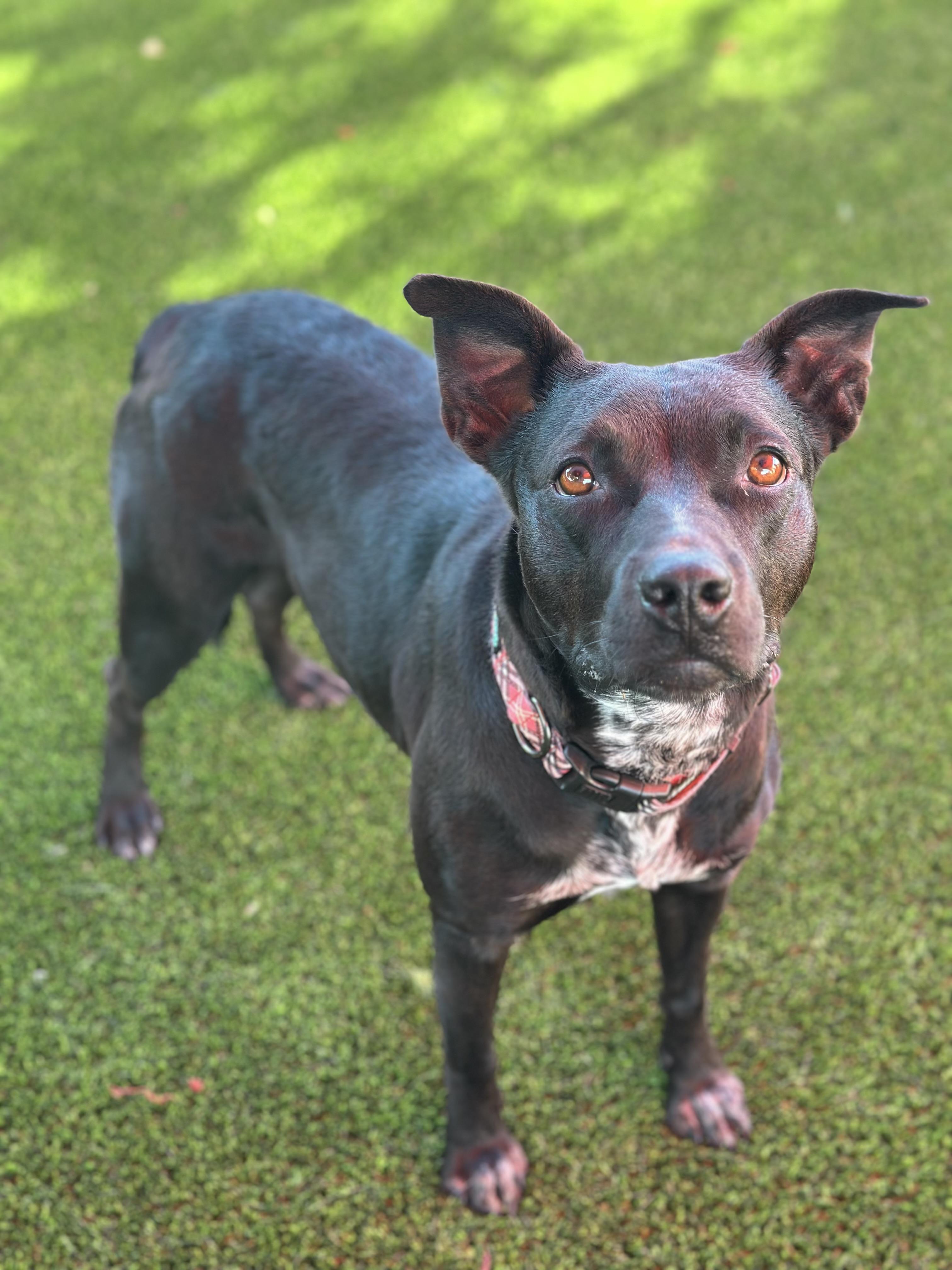 Mona, a Adoptable mixed breed in Glendale, AZ image 4/4