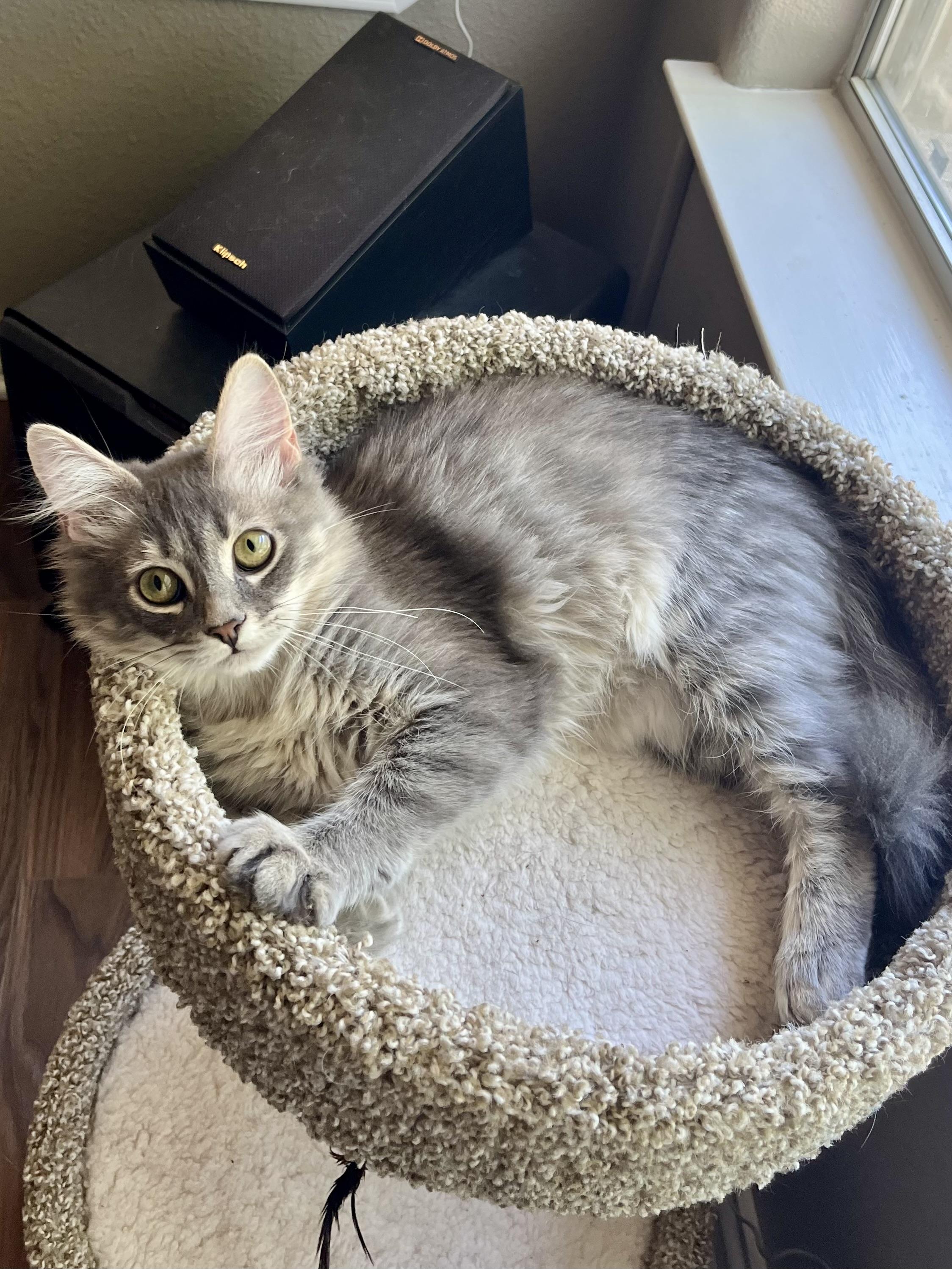 Kyle CR, an adopted Domestic Long Hair in Schertz, TX image 3/3