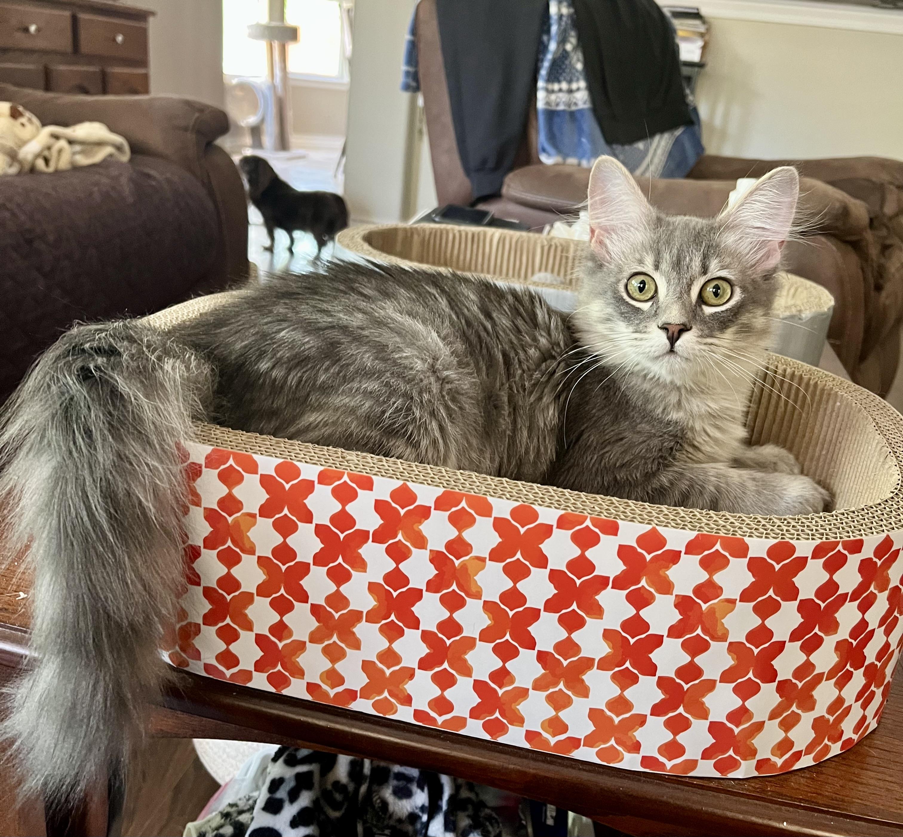 Kyle CR, an adopted Domestic Long Hair in Schertz, TX image 2/3