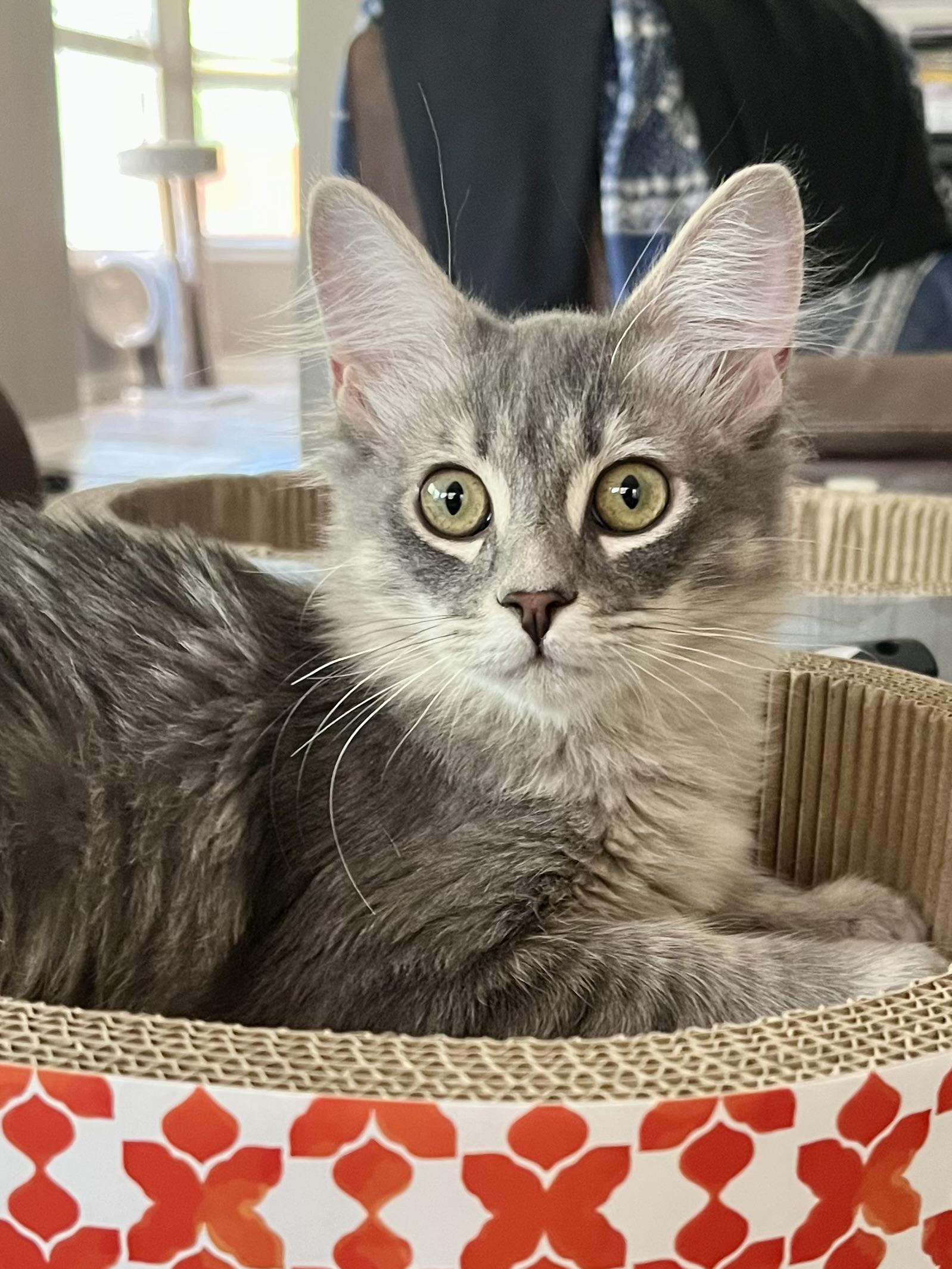 Kyle CR, adopted, Kitten Male Domestic Long Hair.