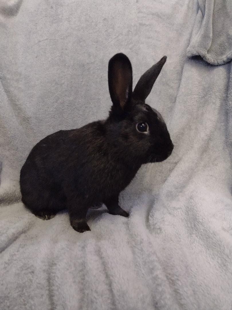 Enlarge Damien - TEETH, a Adoptable Dwarf in Plymouth, MI image 3/4
