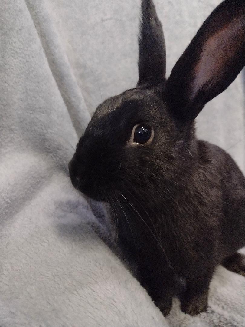 Enlarge Damien - TEETH, a Adoptable Dwarf in Plymouth, MI image 2/4