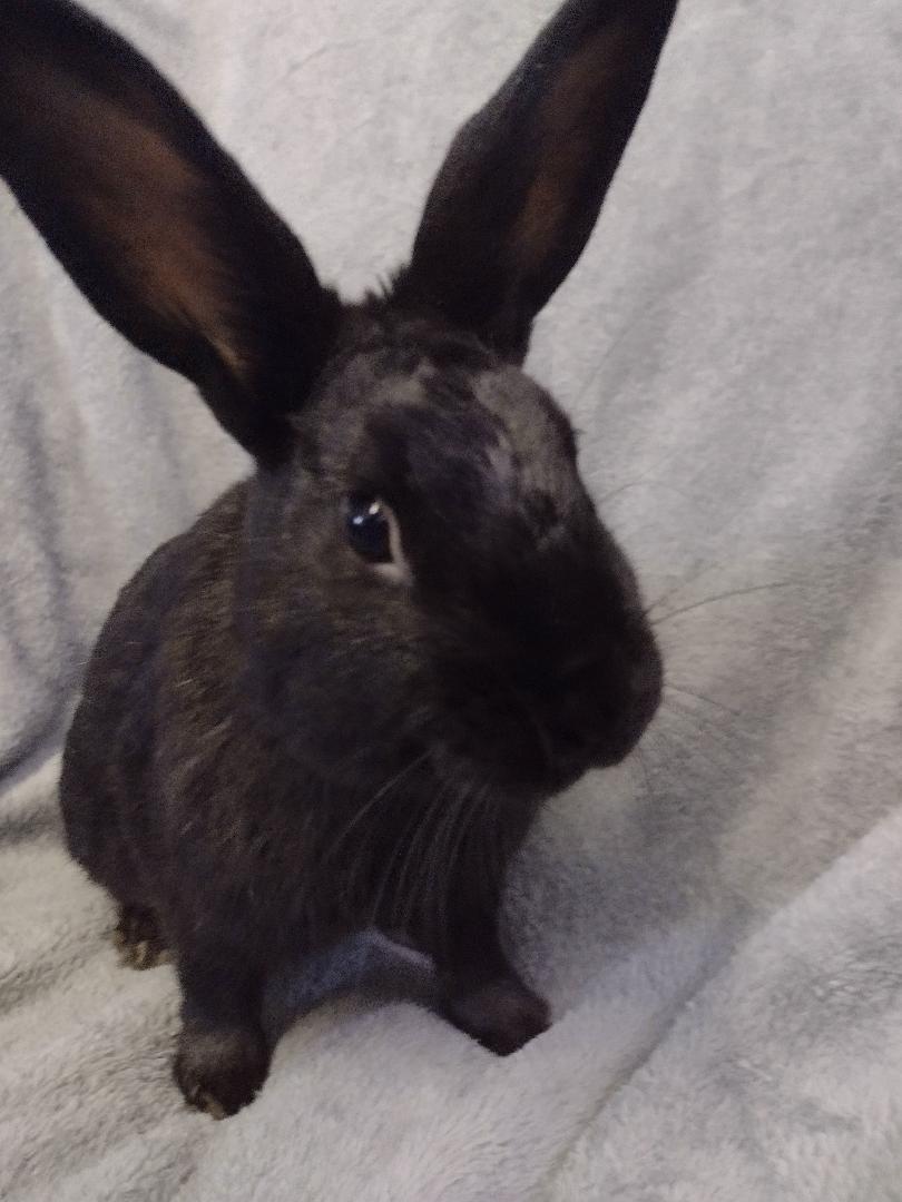 Enlarge Damien - TEETH, a Adoptable Dwarf in Plymouth, MI image 1/4