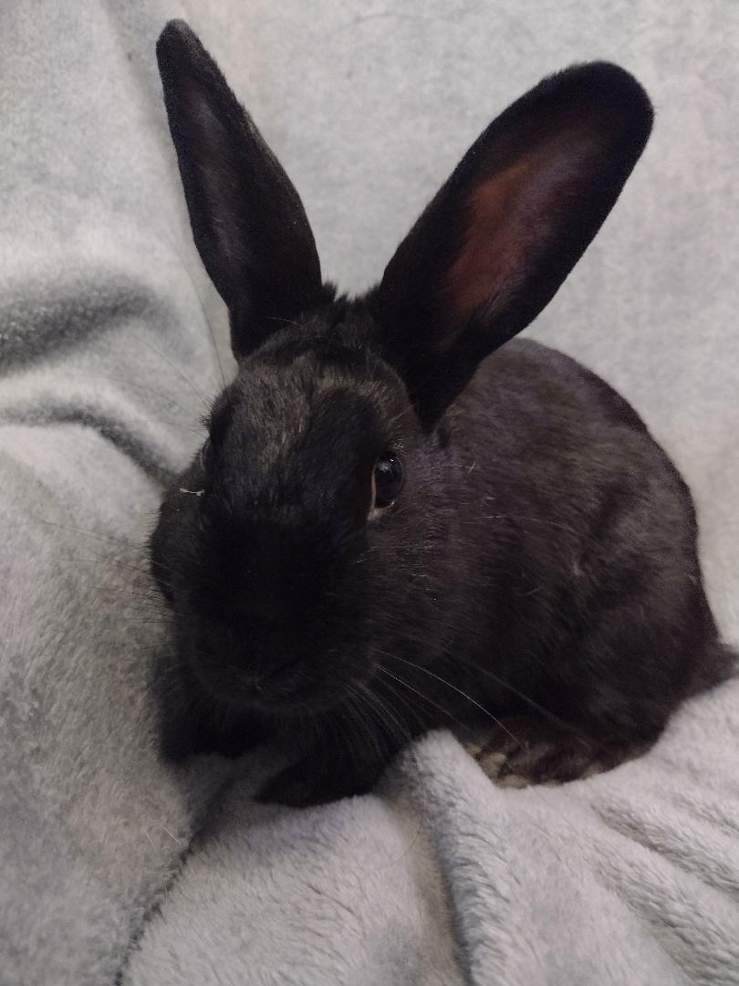 Enlarge Damien - TEETH, a Adoptable Dwarf in Plymouth, MI image 4/4