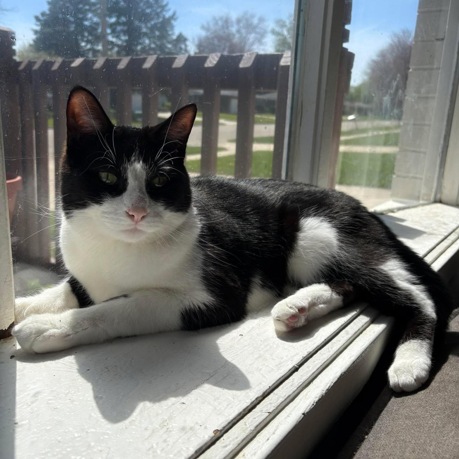 Enlarge Tinsel, a Adopted Domestic Short Hair in Janesville, WI image 1/3
