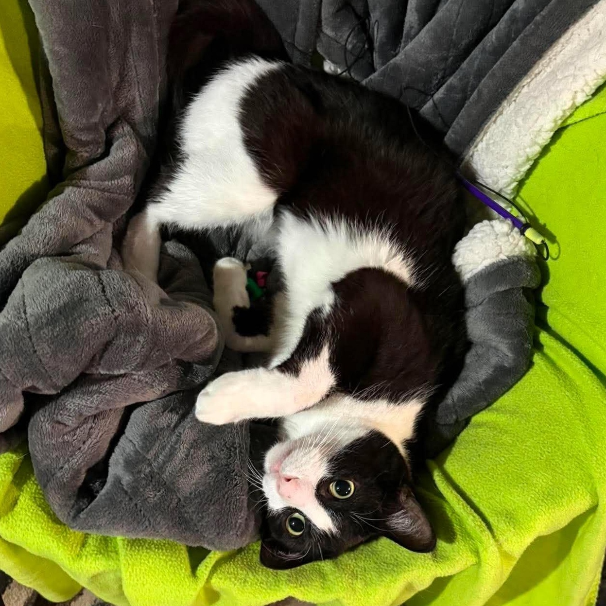 Enlarge Tinsel, a Adopted Domestic Short Hair in Janesville, WI image 3/3