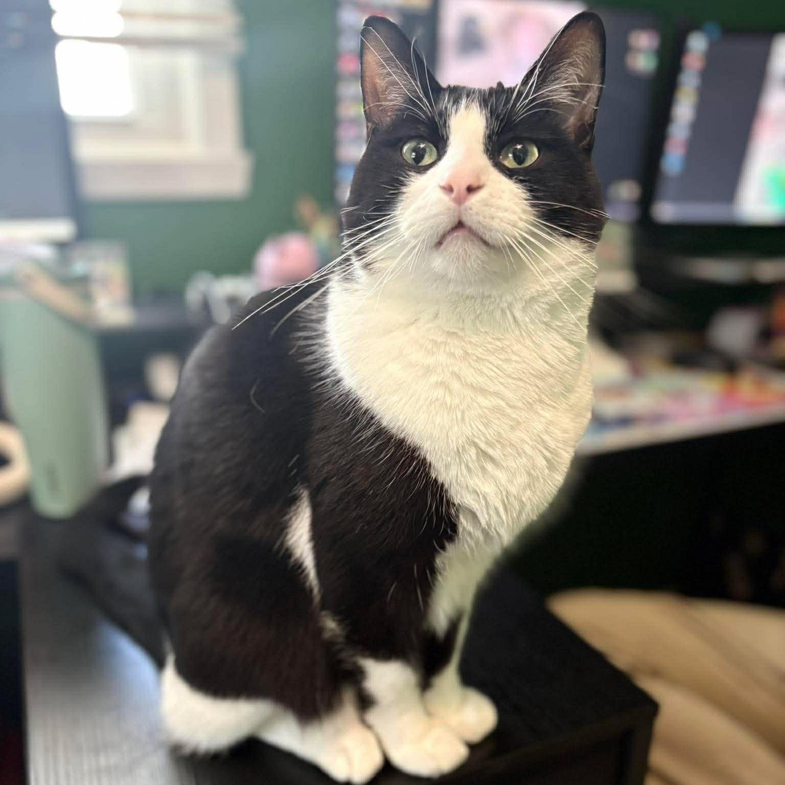 Enlarge Tinsel, a Adopted Domestic Short Hair in Janesville, WI image 2/3