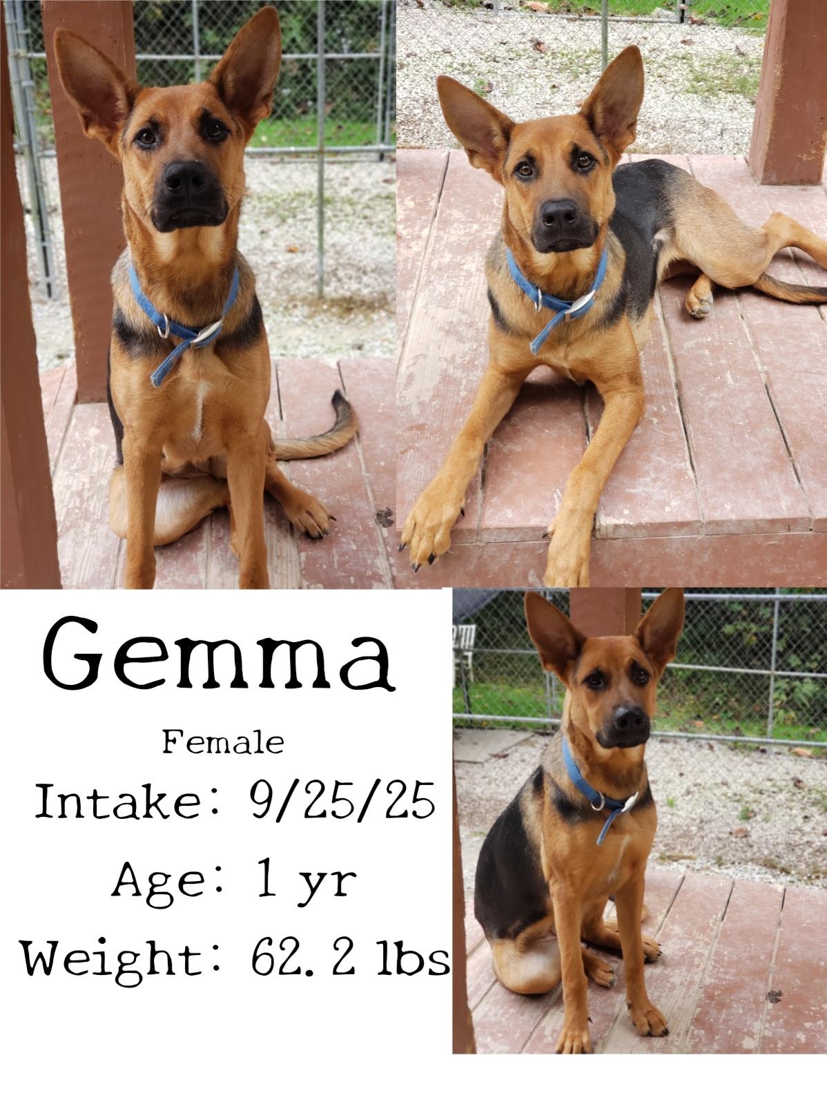 Enlarge Gemma, a Adoptable German Shepherd Dog in Staffordsville, KY image 1/1
