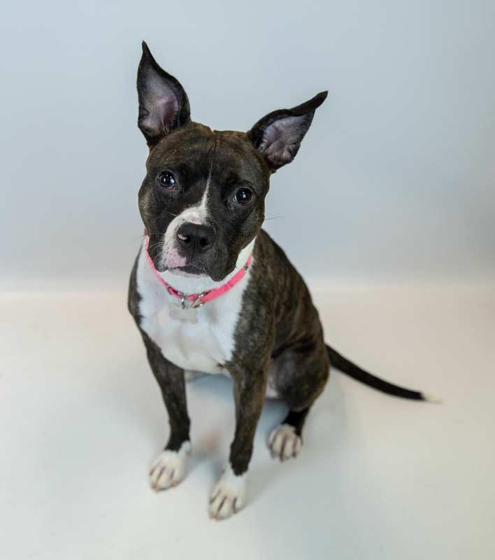 Enlarge Rockette, an adoptable mixed breed in Kennesaw, GA image 5/6