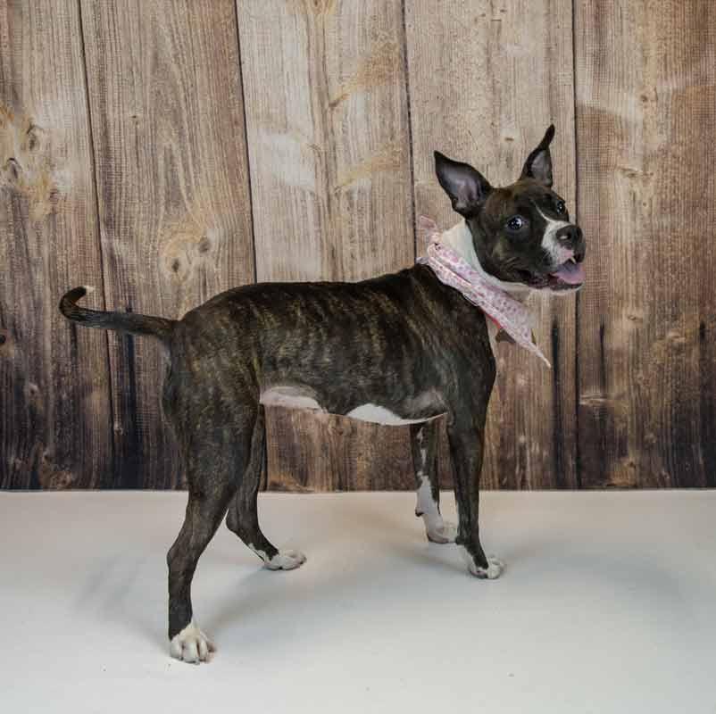 Rockette, an adoptable mixed breed in Kennesaw, GA image 3/6