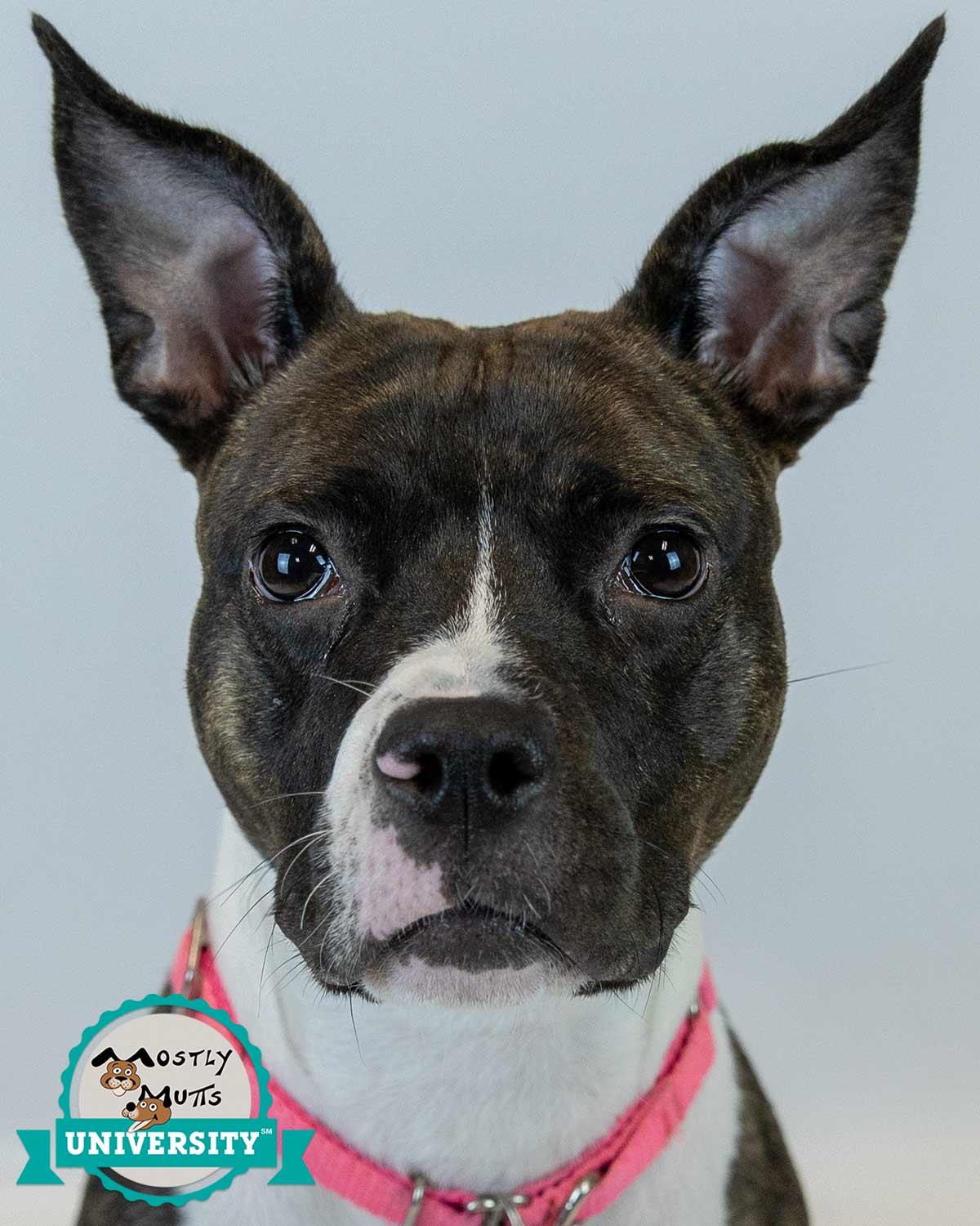 Rockette, adoptable, Young Female Boxer & Bulldog.
