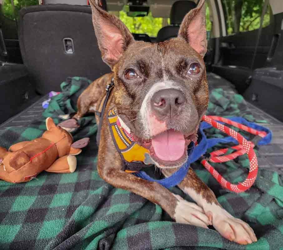 Enlarge Rockette, an adoptable mixed breed in Kennesaw, GA image 4/6