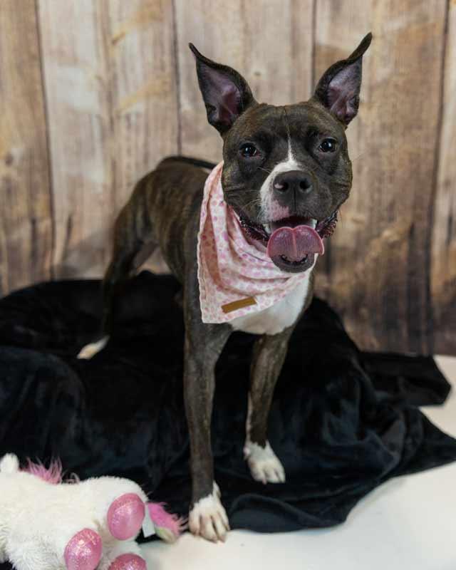 Rockette, an adoptable mixed breed in Kennesaw, GA image 5/6