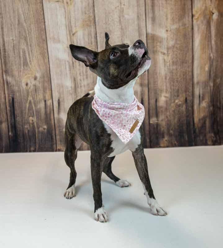 Rockette, an adoptable mixed breed in Kennesaw, GA image 2/6