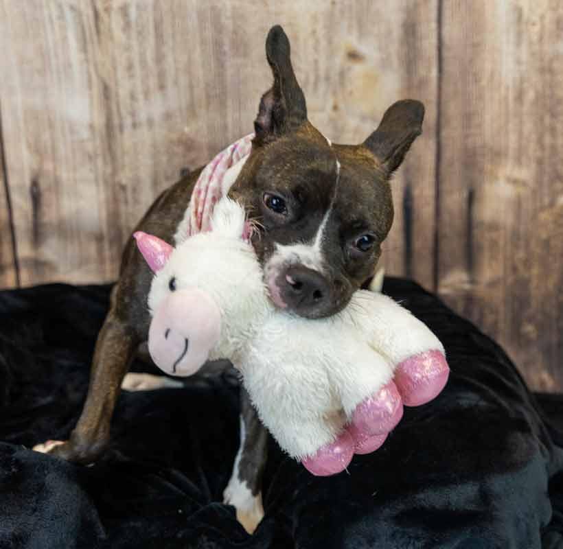 Rockette, an adoptable mixed breed in Kennesaw, GA image 4/6