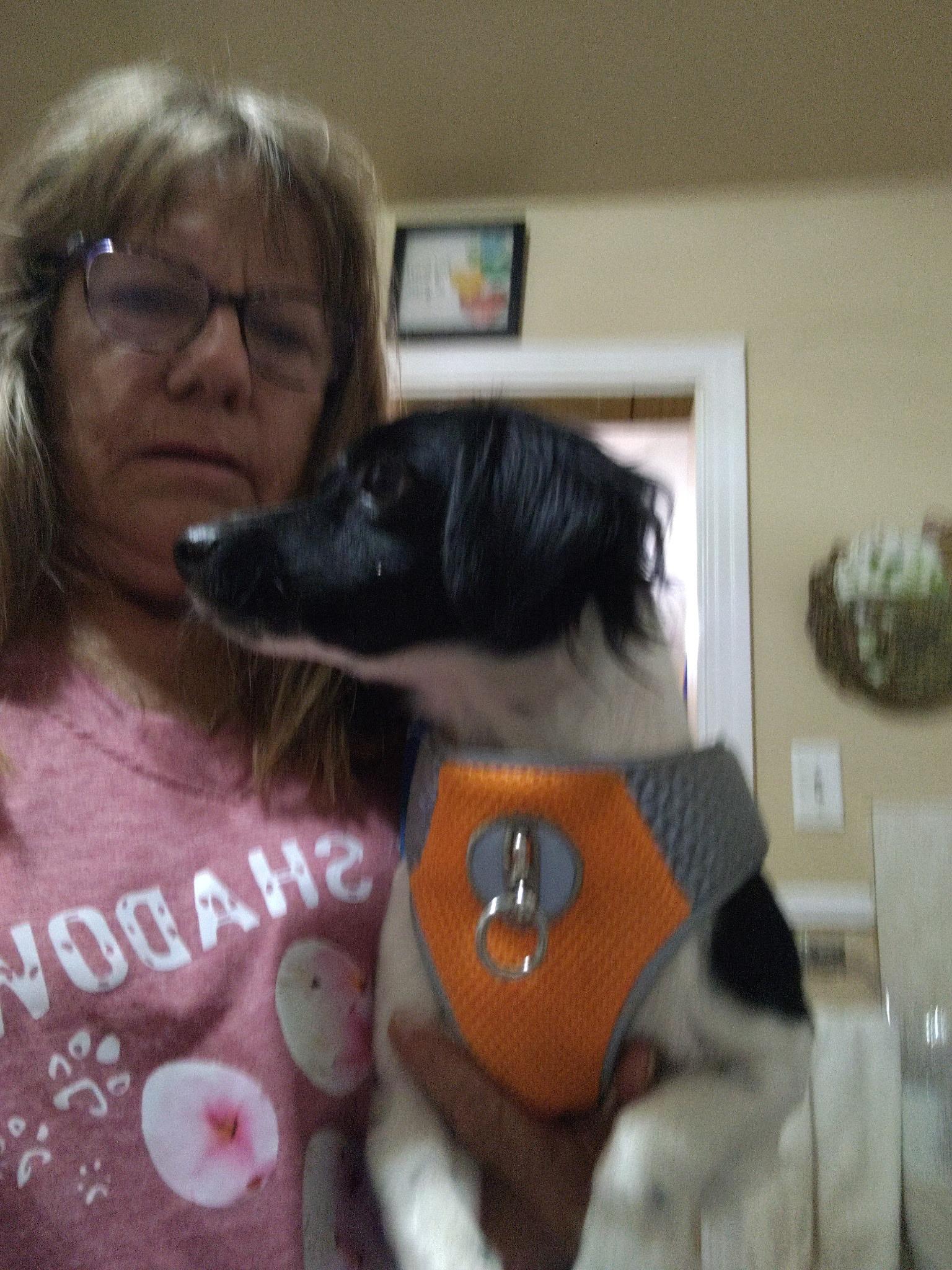 Luca, Adopted, Young Female Papillon & Cocker Spaniel.