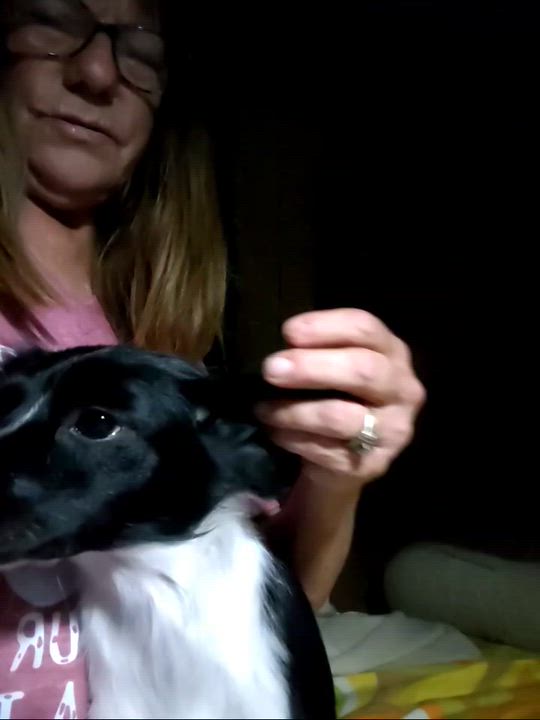 Enlarge Luca, a Adopted mixed breed in Garland, TX video 1/4