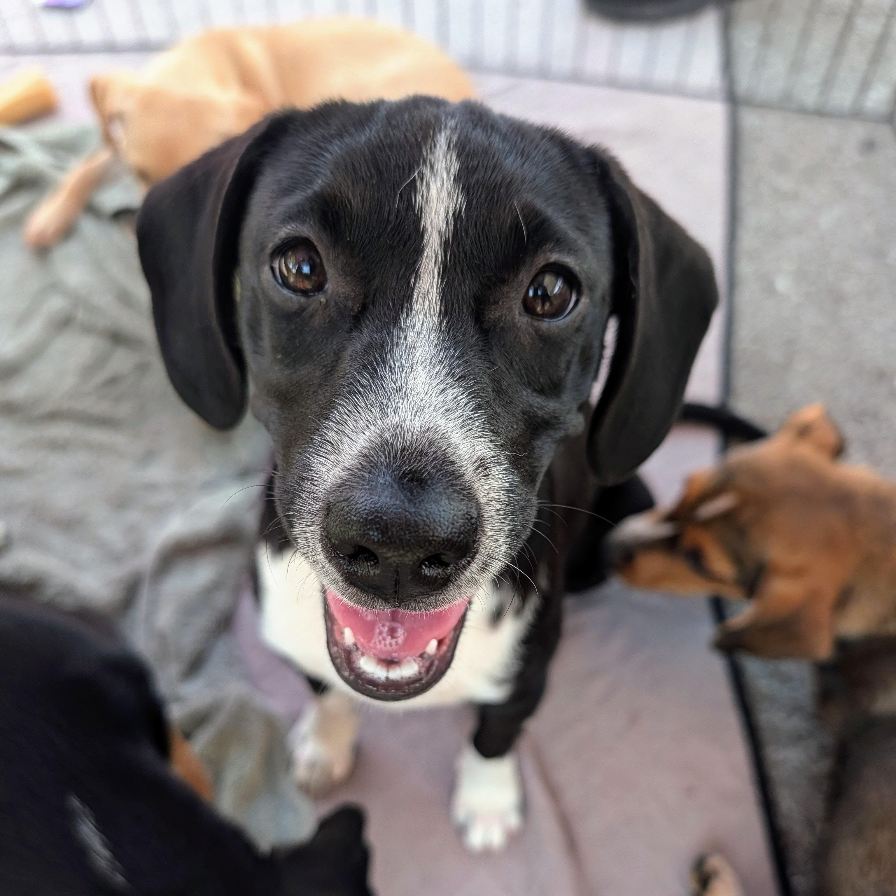 Polly, Adoptable, Puppy Female Hound & Beagle.