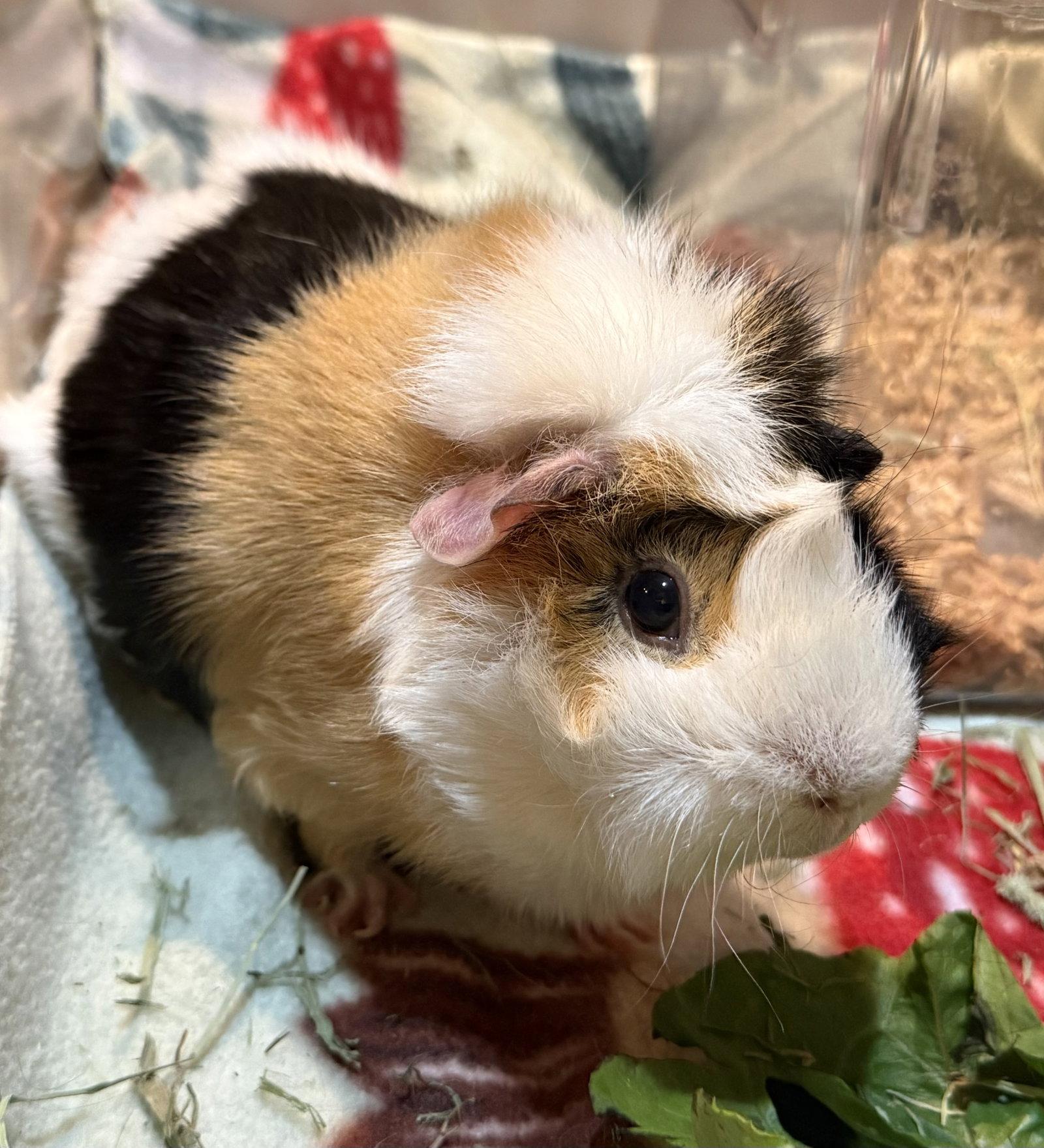Enlarge Sanders (& Sisco), a Adoptable Guinea Pig in Marshfield, WI image 1/1