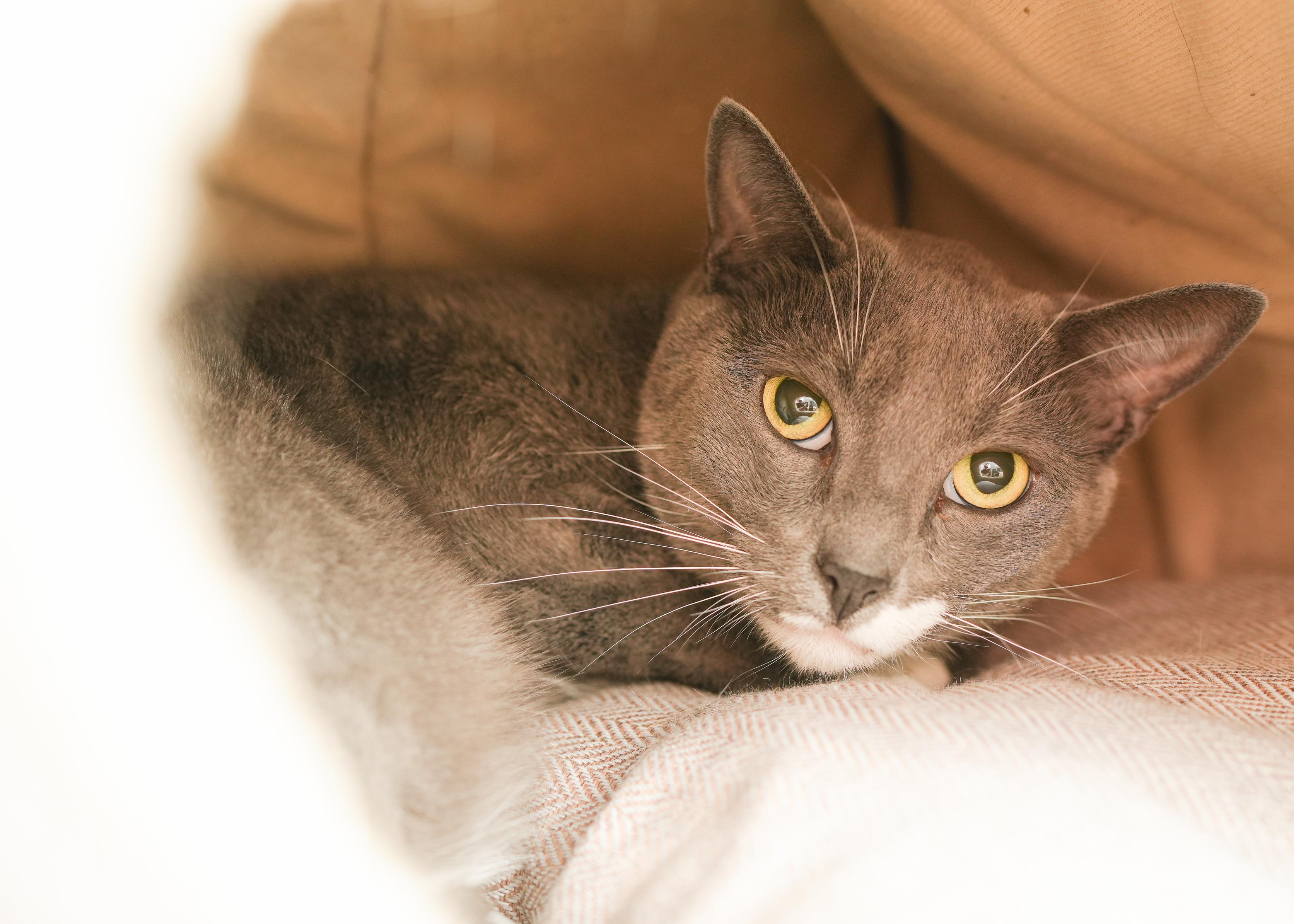 Enlarge GusGus, a ADOPTABLE Domestic Short Hair in Boise, ID image 2/2