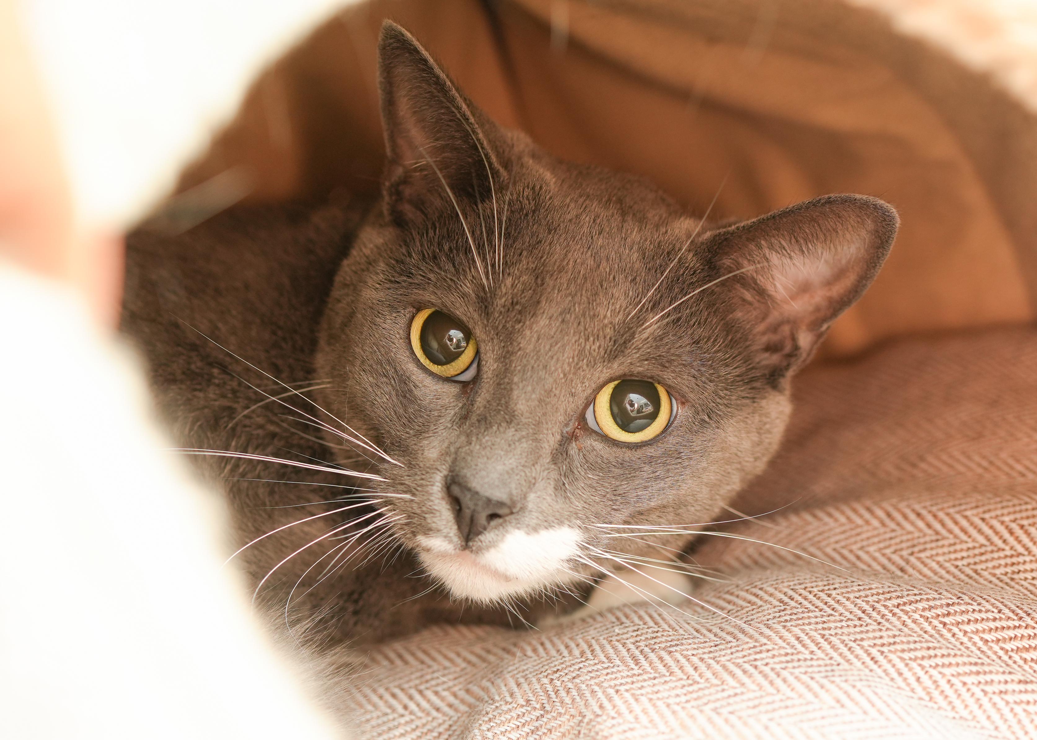 GusGus, ADOPTABLE, Adult Male Domestic Short Hair.