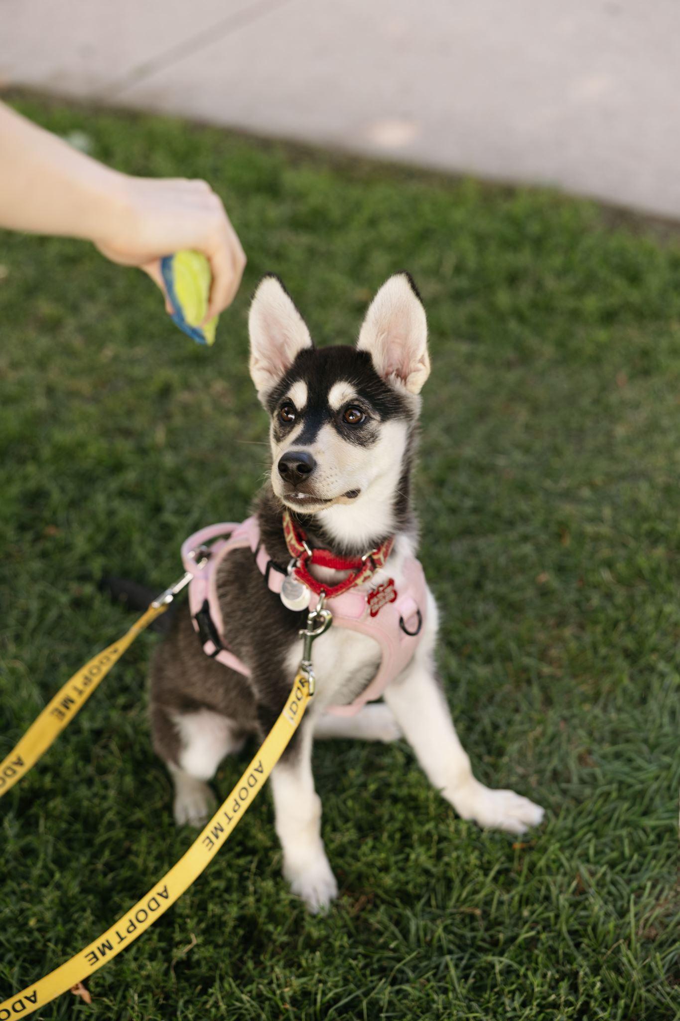 Wren, a ADOPTABLE mixed breed in Mississauga, ON image 3/6