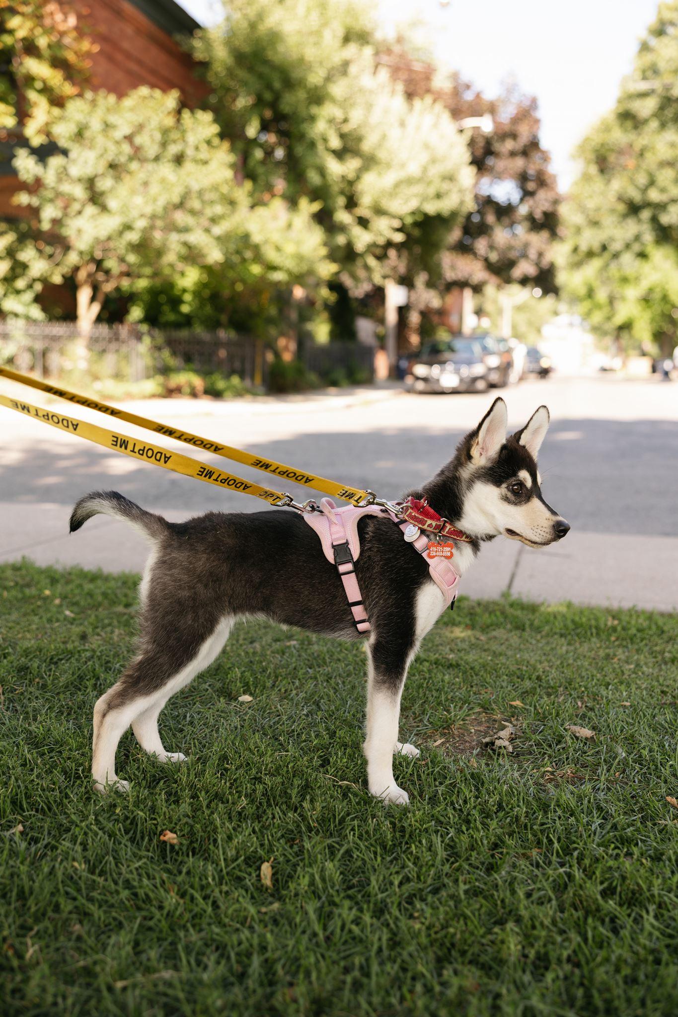 Wren, a ADOPTABLE mixed breed in Mississauga, ON image 6/6