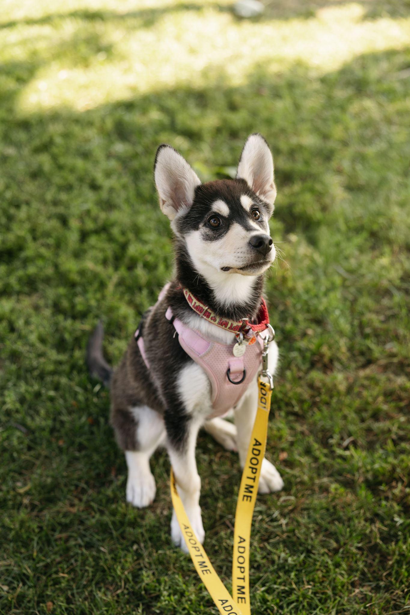 Wren, a ADOPTABLE mixed breed in Mississauga, ON image 5/6