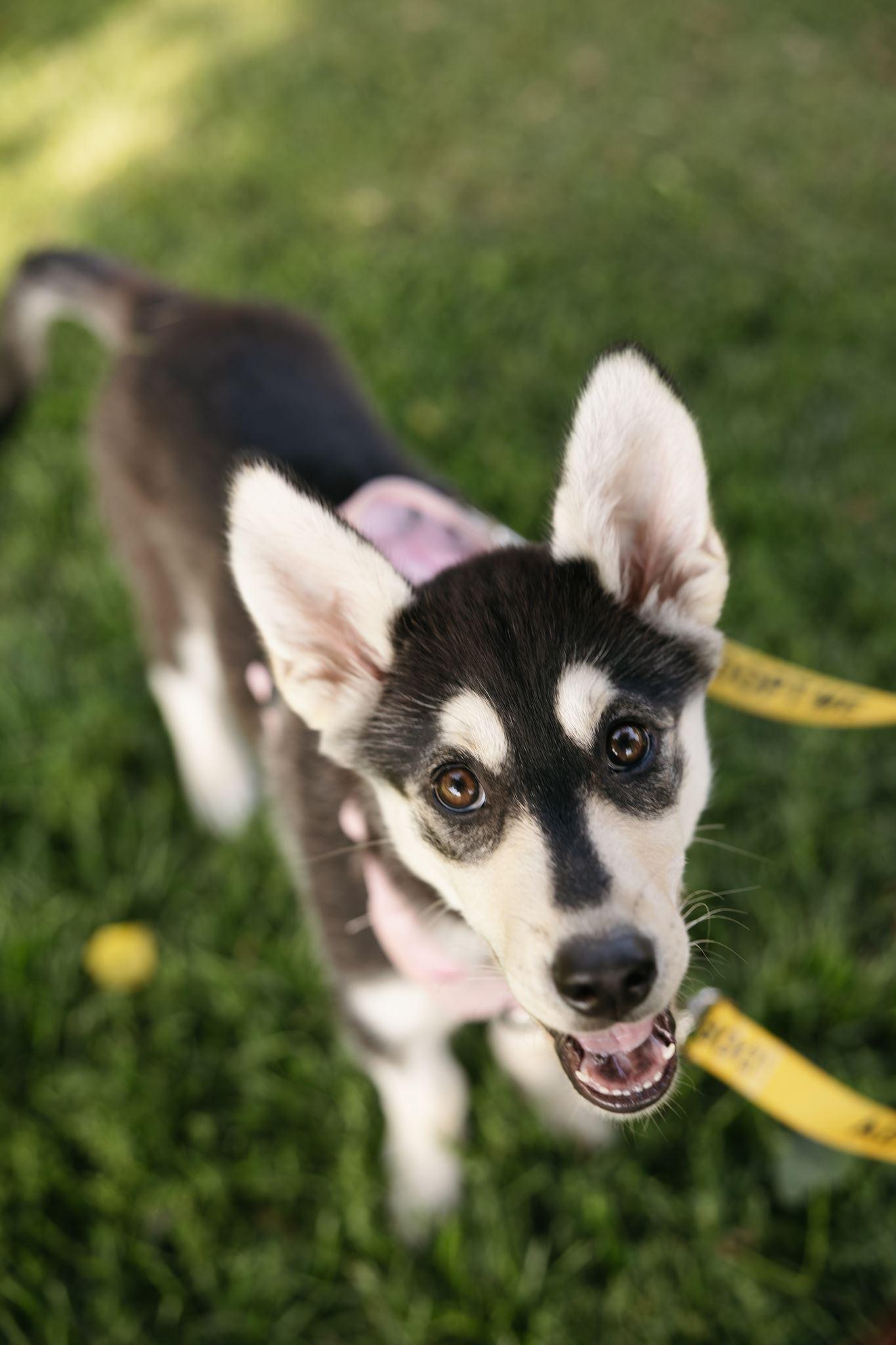 Wren, a ADOPTABLE mixed breed in Mississauga, ON image 4/6
