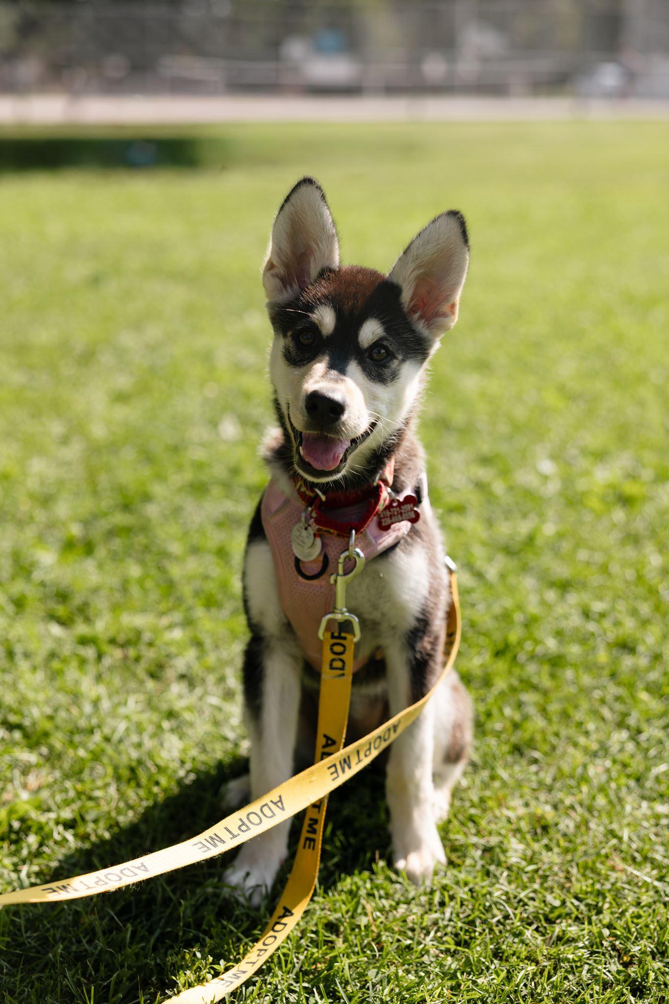 Wren, ADOPTABLE, Puppy Female Husky.
