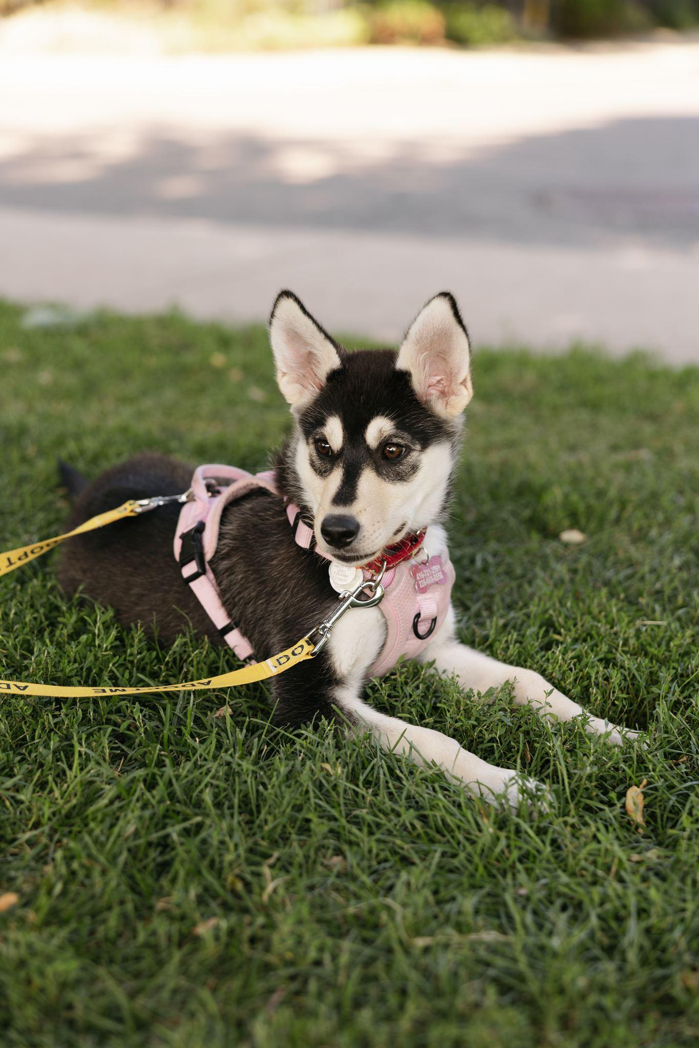 Wren, a ADOPTABLE mixed breed in Mississauga, ON image 2/6