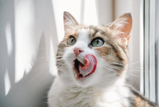 Enlarge Purr - PROD TEST NOT ADOPTABLE, a Adoptable American Curl in Gray Summit, MO image 1/4
