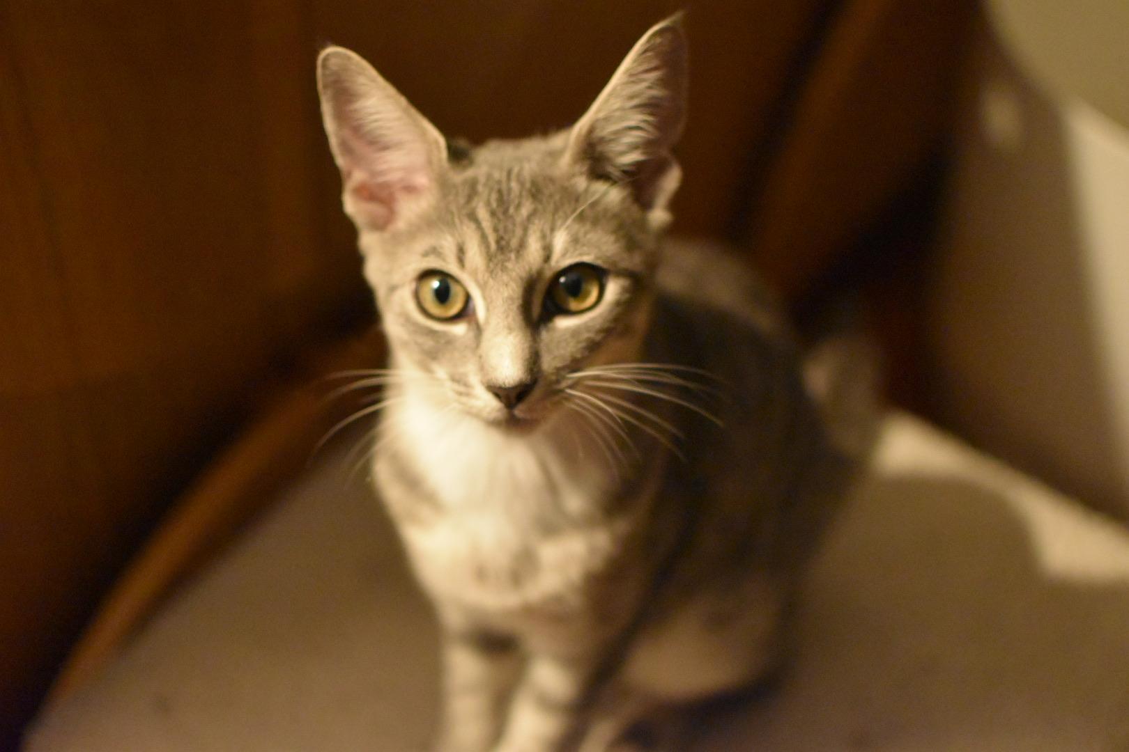 Enlarge Wyck (Widow's Bay), a Adoptable Domestic Short Hair in Avondale Estates, GA image 4/4