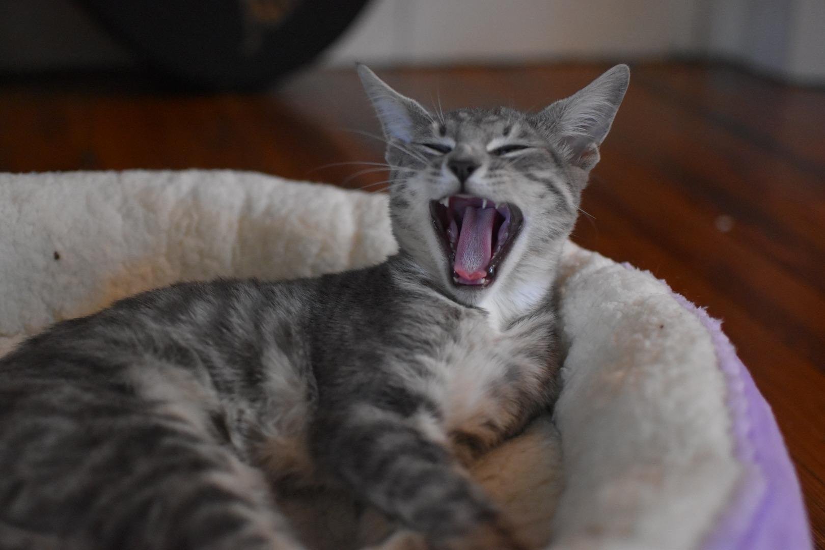 Enlarge Wyck (Widow's Bay), a Adoptable Domestic Short Hair in Avondale Estates, GA image 2/4
