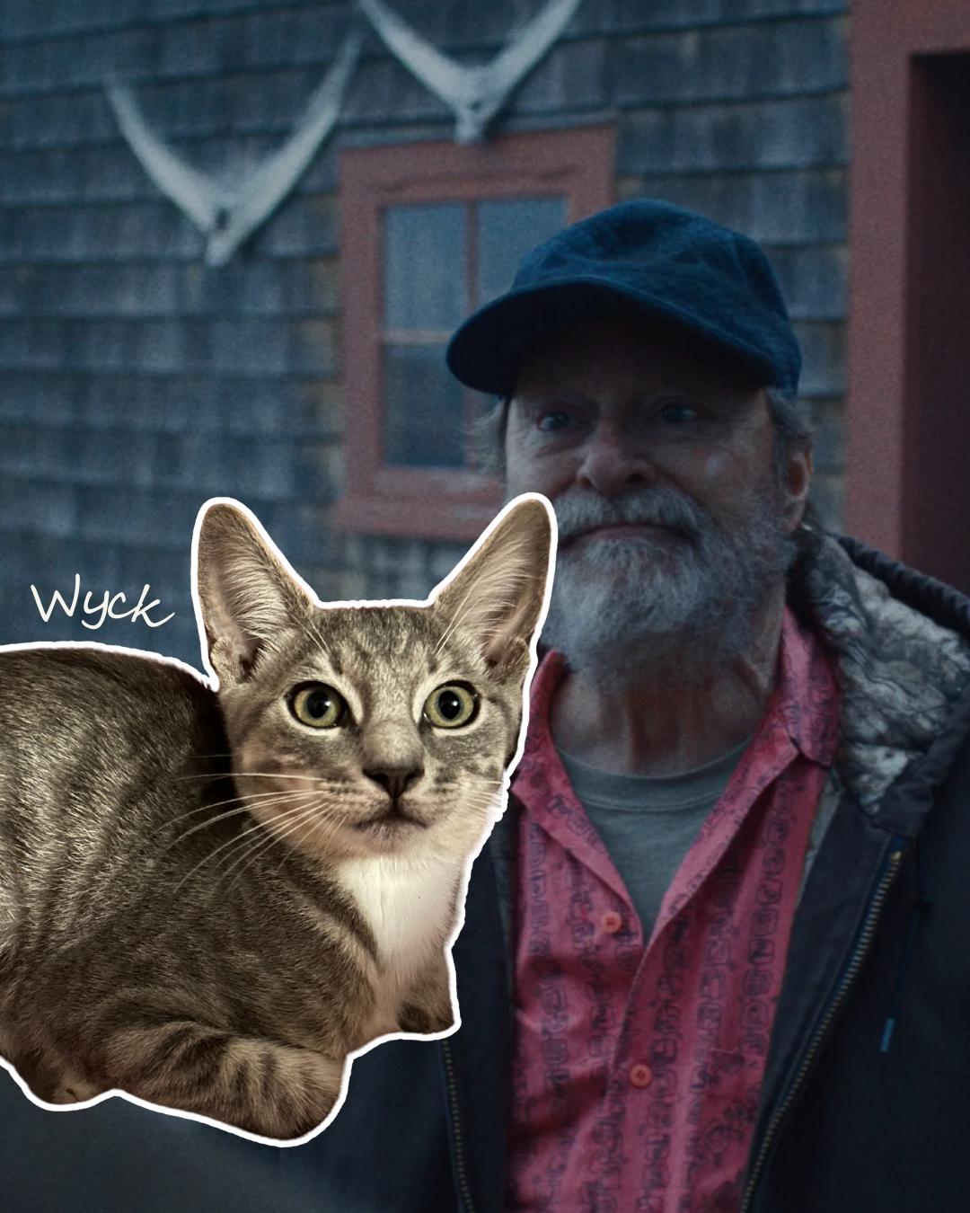 Wyck (Widow's Bay), Adoptable, Kitten Male Domestic Short Hair.