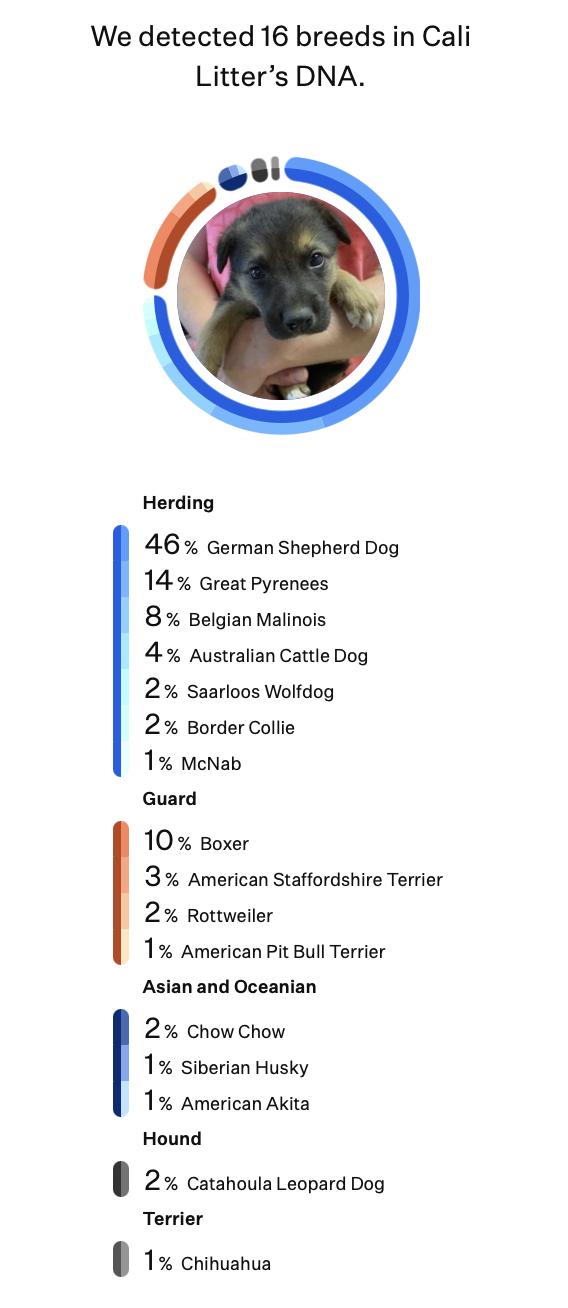 Ventura (Cali litter), an adopted mixed breed in Silvana, WA image 3/3