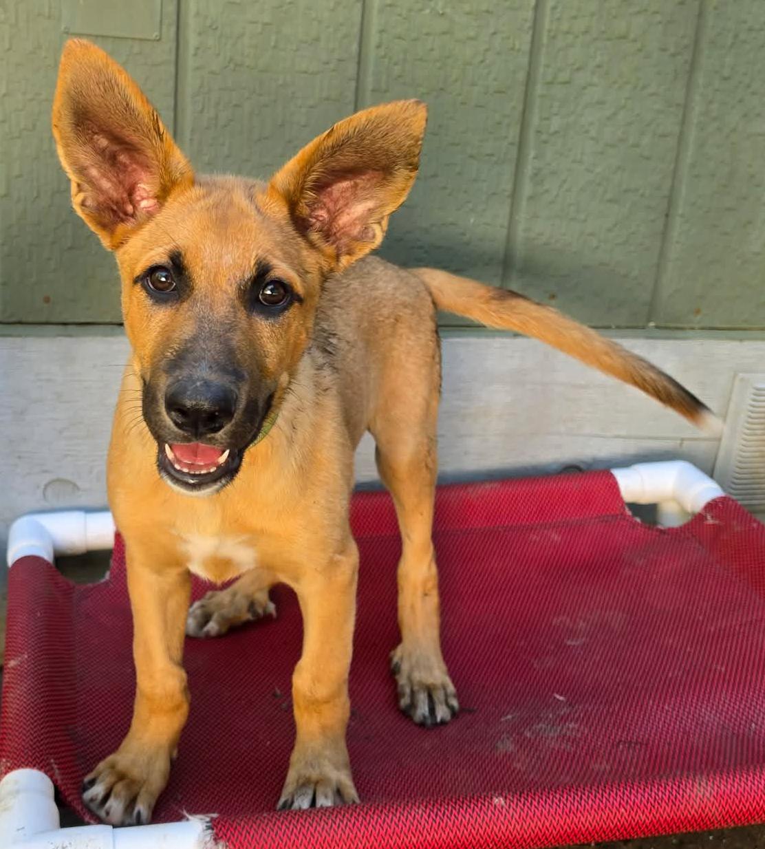Ventura (Cali litter), adopted, Puppy Female German Shepherd Dog & Great Pyrenees.