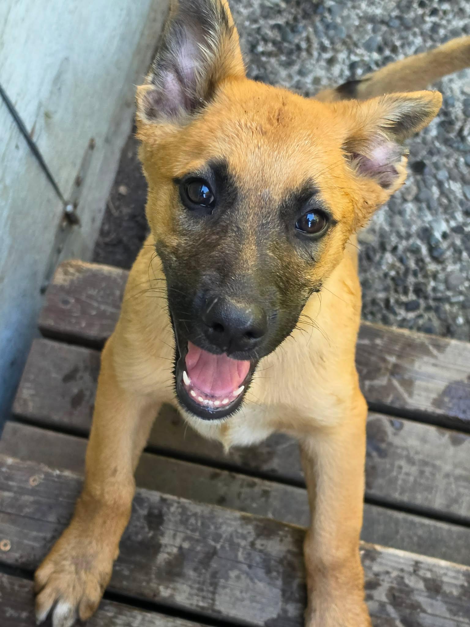 Ventura (Cali litter), an adopted mixed breed in Silvana, WA image 2/3
