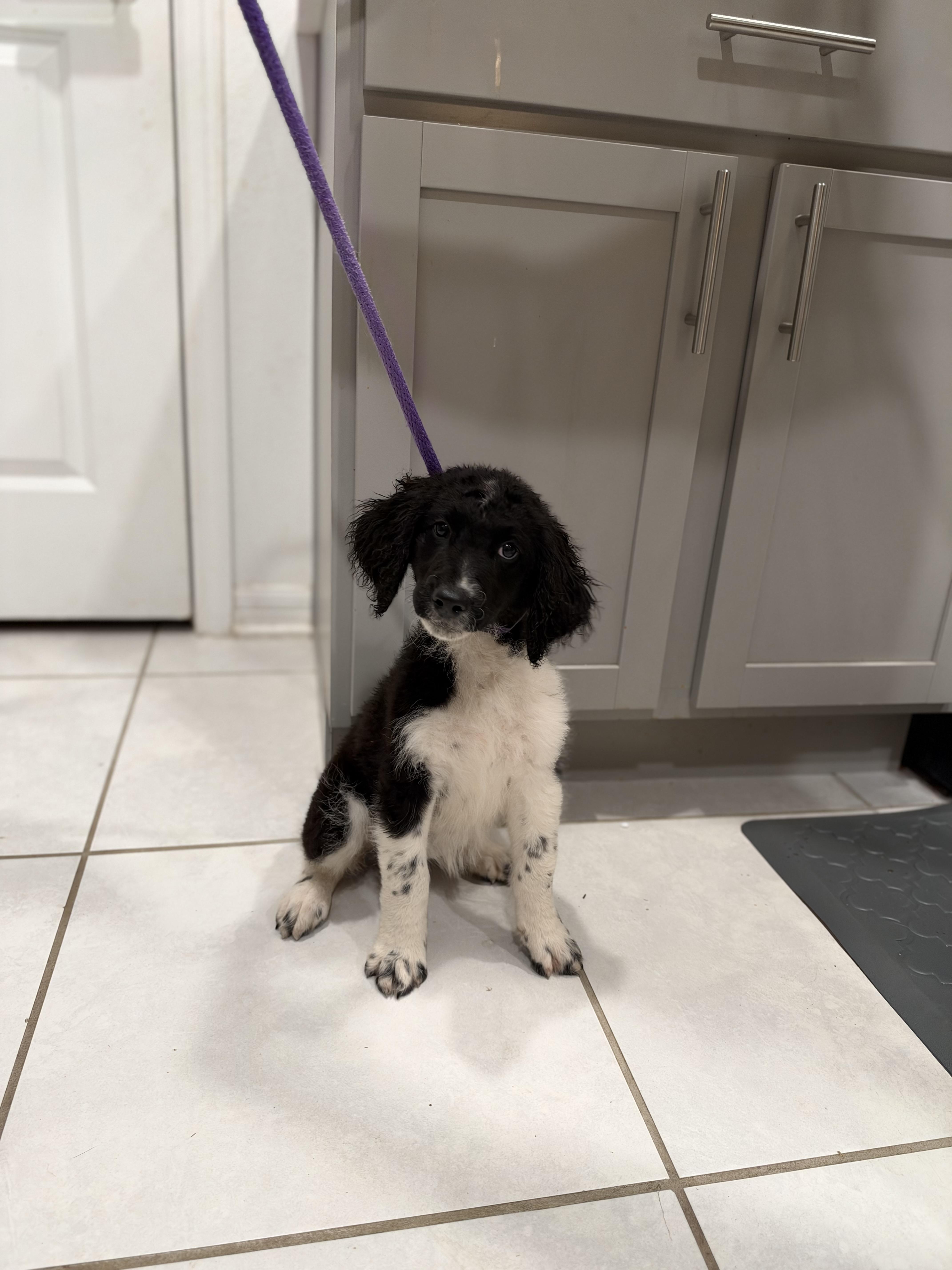 Enlarge DD (DeeDee), a Adoptable Labradoodle in Maitland, FL image 3/6