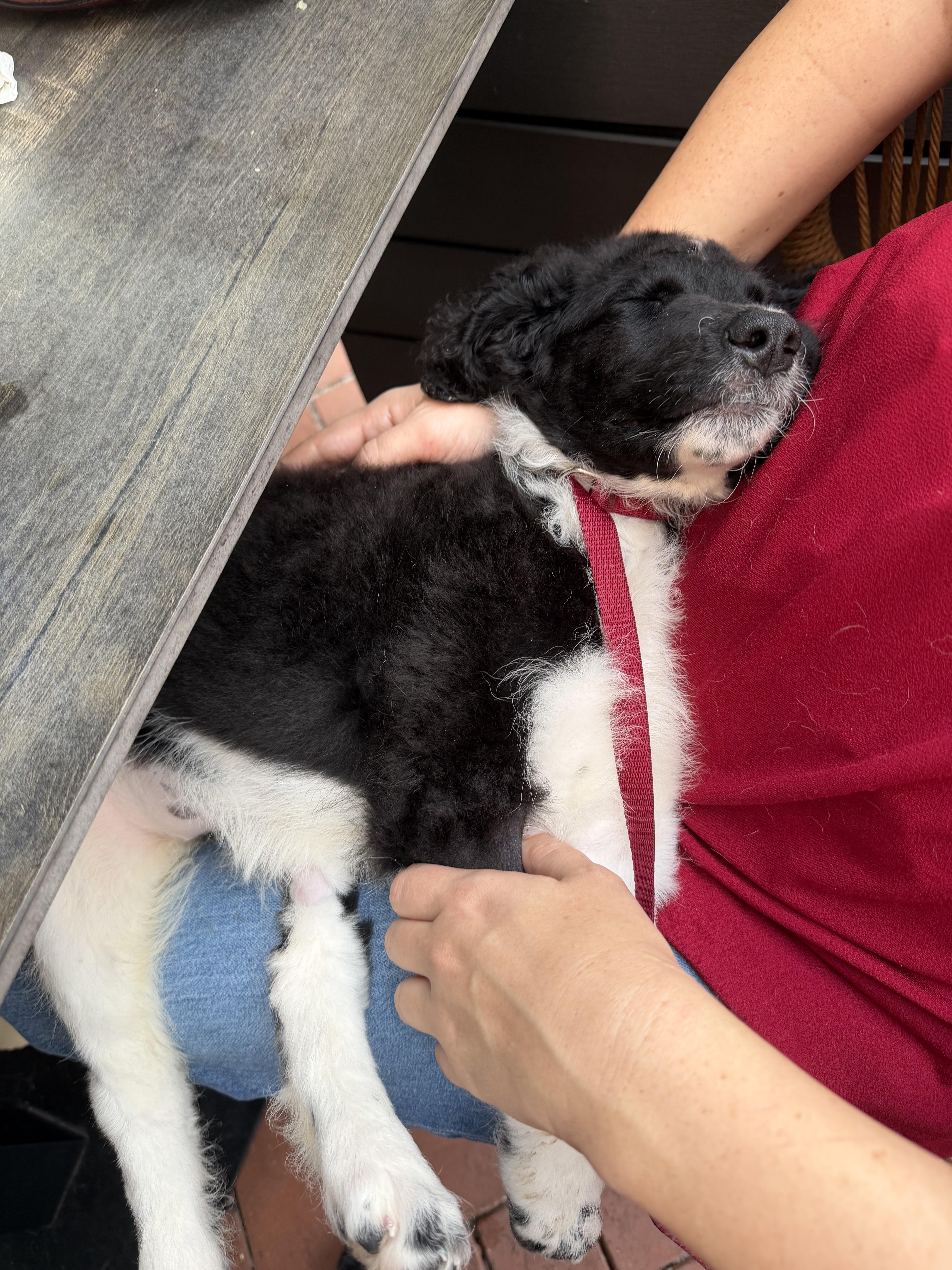 Enlarge DD (DeeDee), a Adoptable Labradoodle in Maitland, FL image 6/6