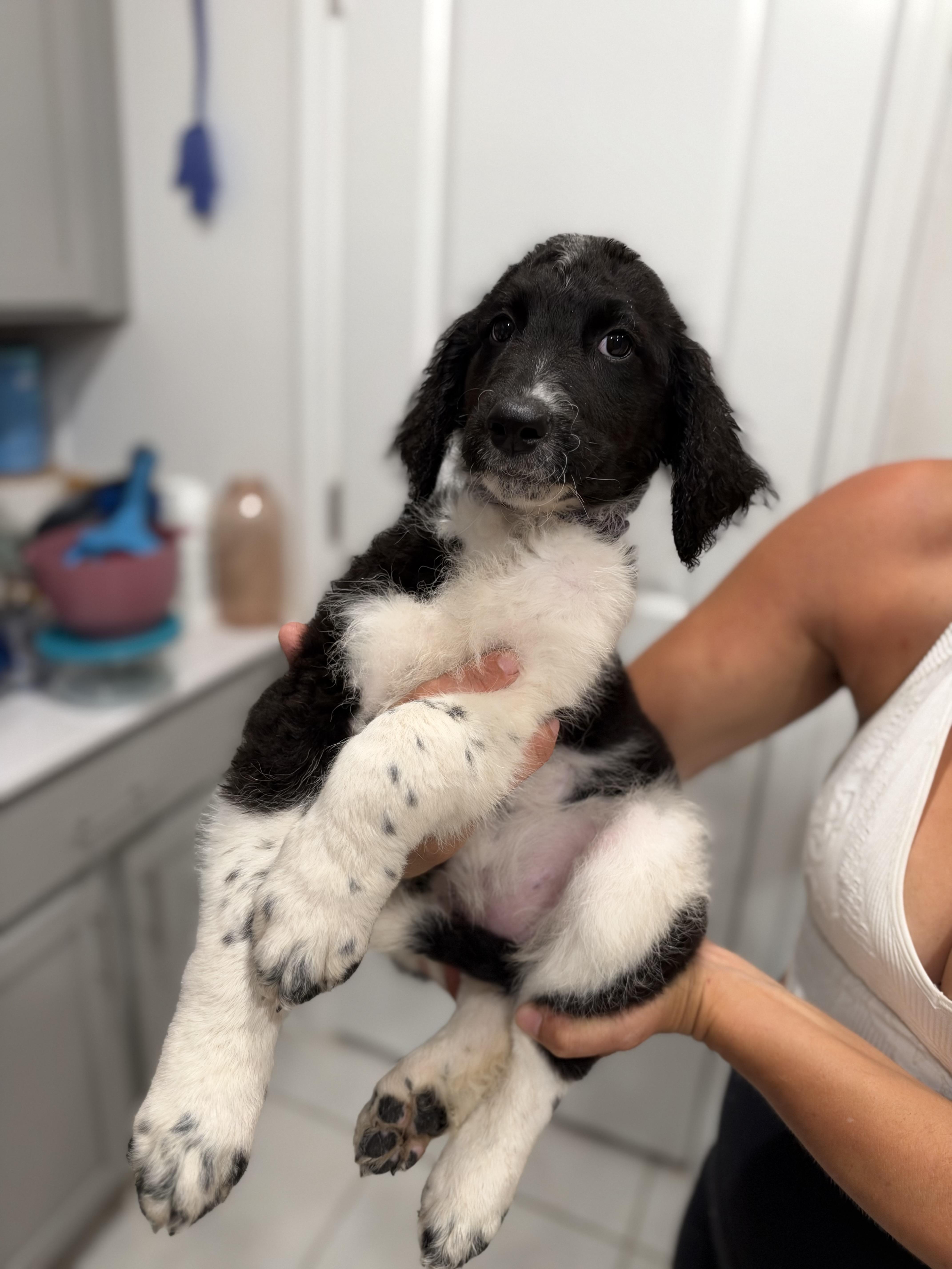 Enlarge DD (DeeDee), a Adoptable Labradoodle in Maitland, FL image 4/6
