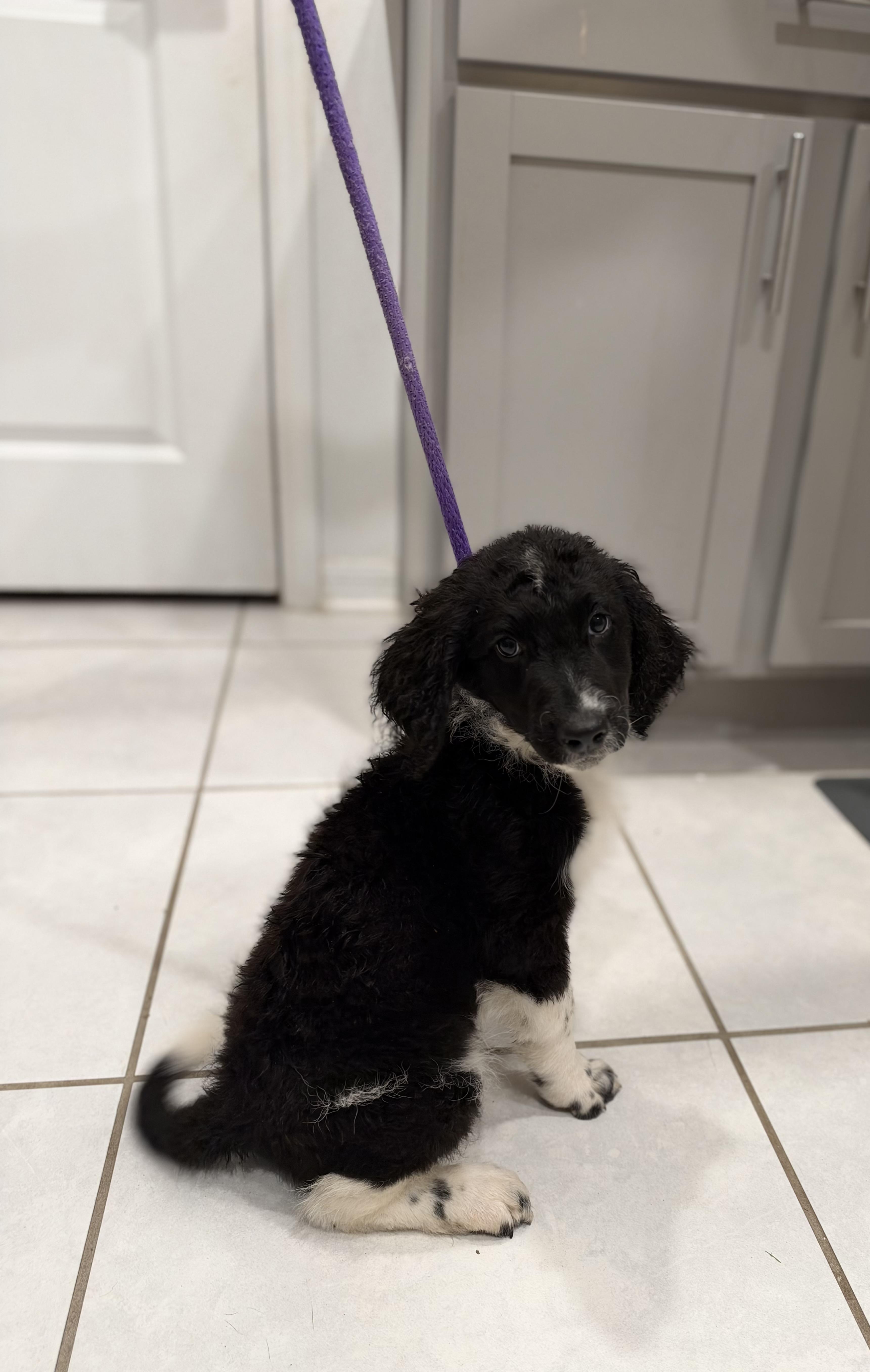 Enlarge DD (DeeDee), a Adoptable Labradoodle in Maitland, FL image 2/6