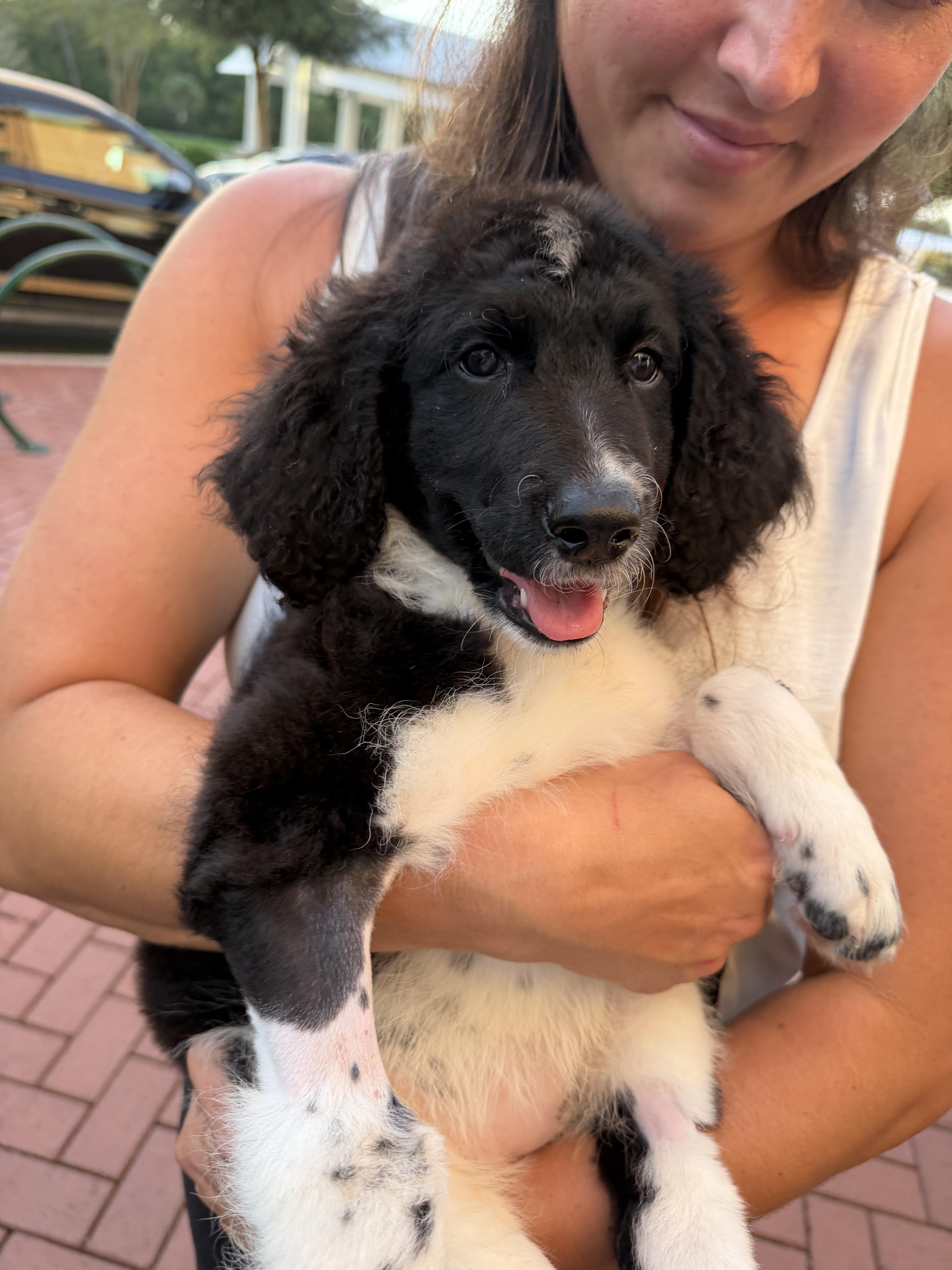 Enlarge DD (DeeDee), a Adoptable Labradoodle in Maitland, FL image 5/6