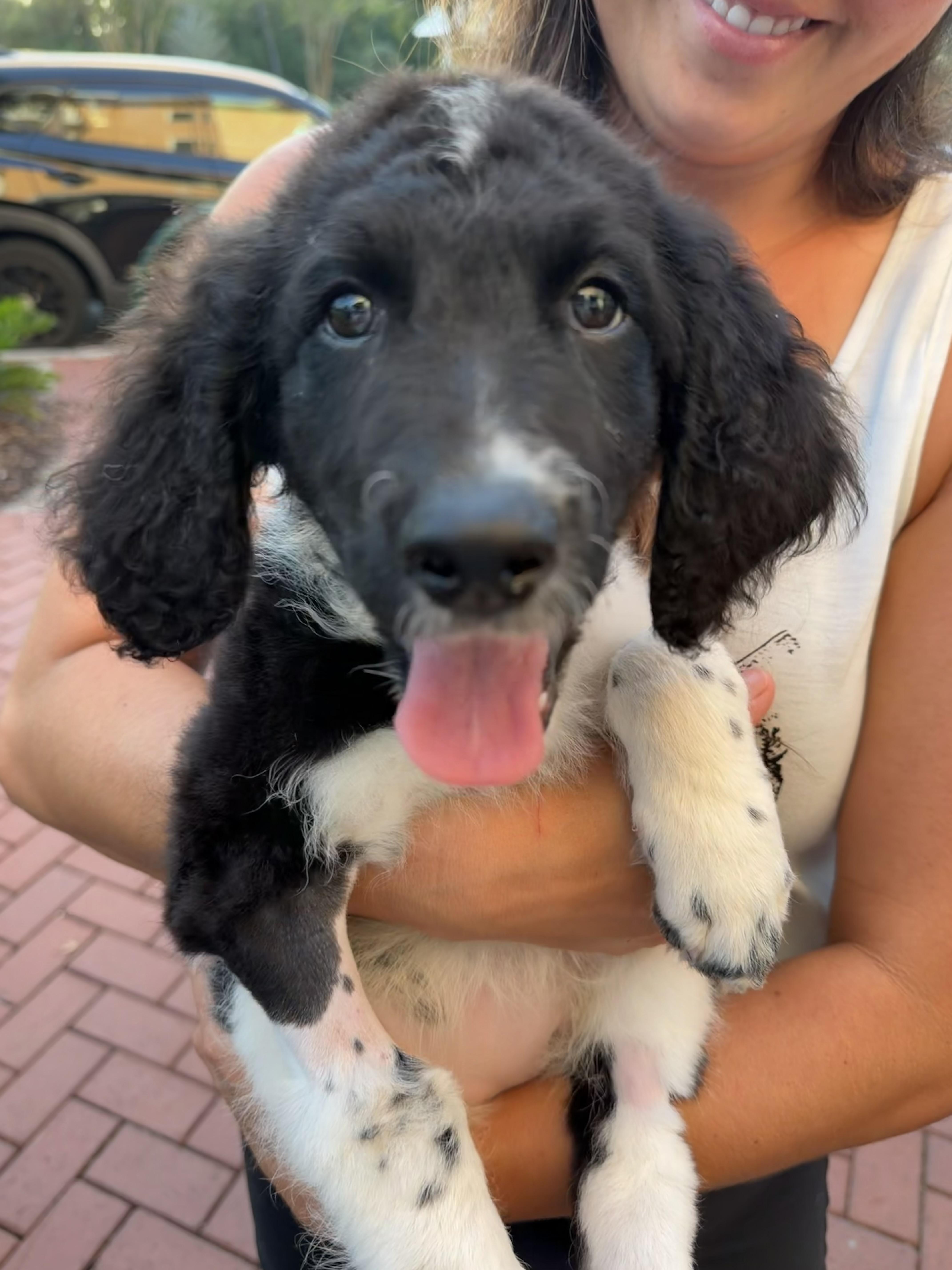 DD (DeeDee), Adoptable, Puppy Female Labradoodle.