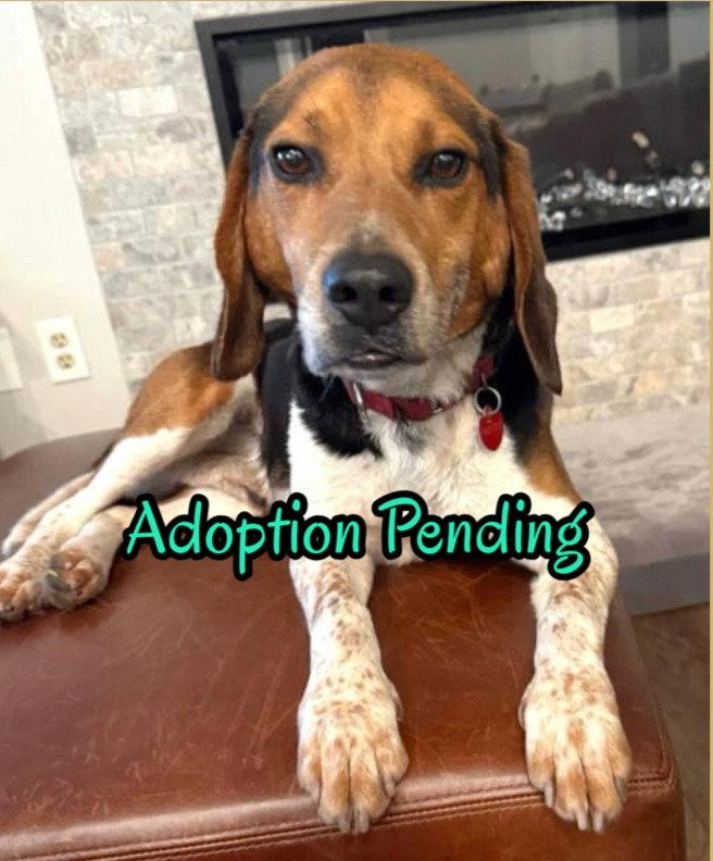 Dominic, a Adopted Beagle in Dunnellon, FL image 1/3